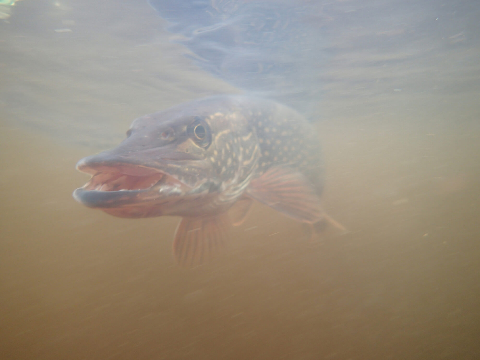 Northern Pike.JPG