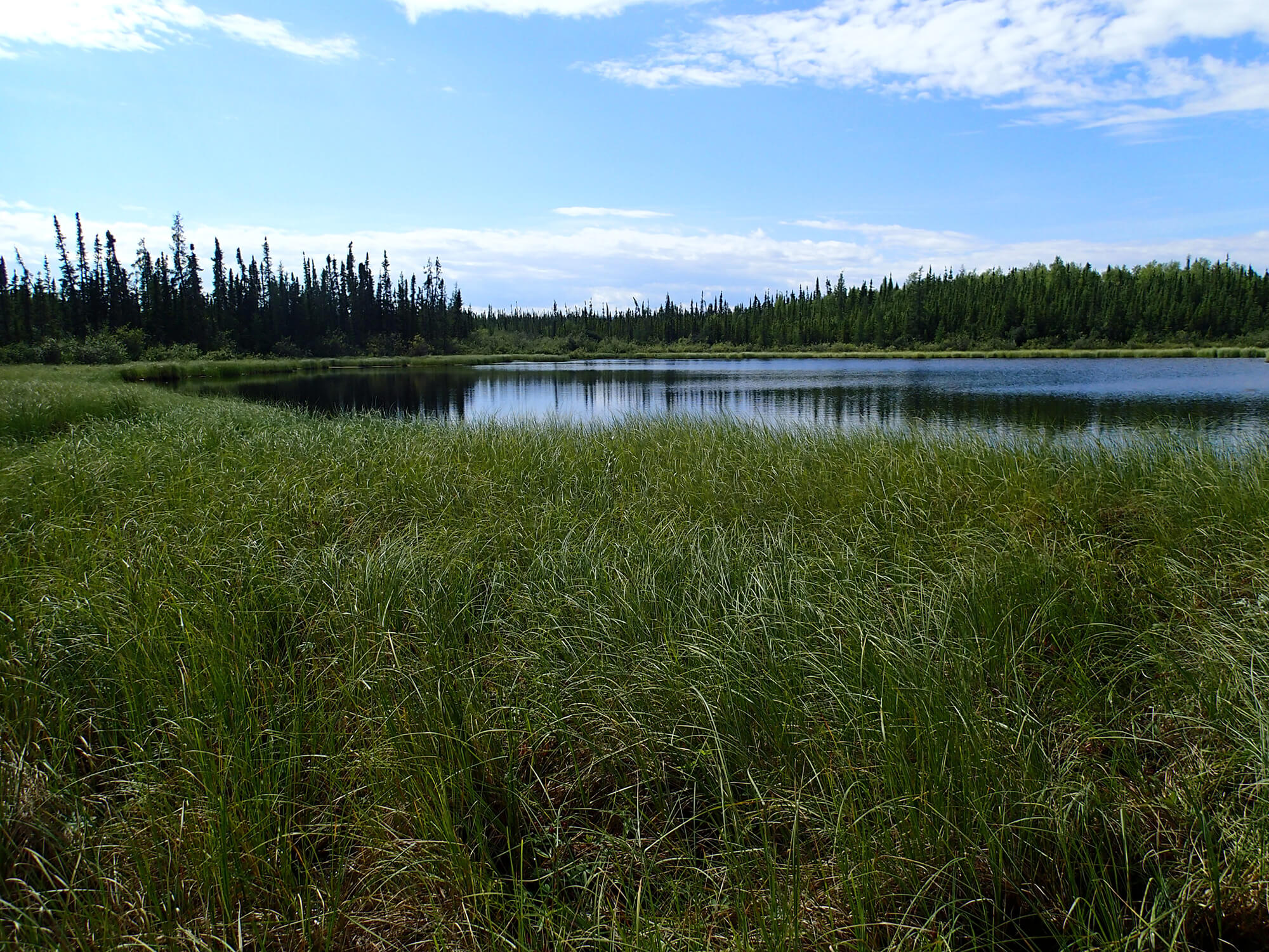 Wetland 2_KA.JPG