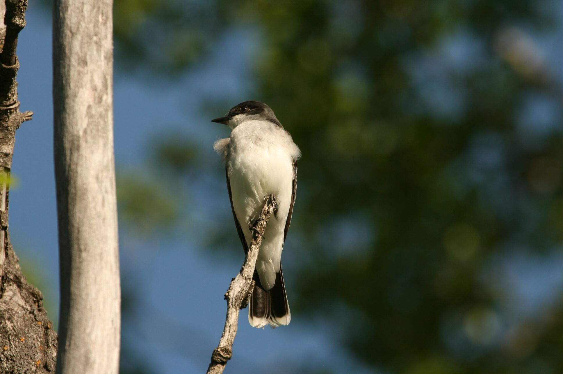 eastern kingbird.jpg