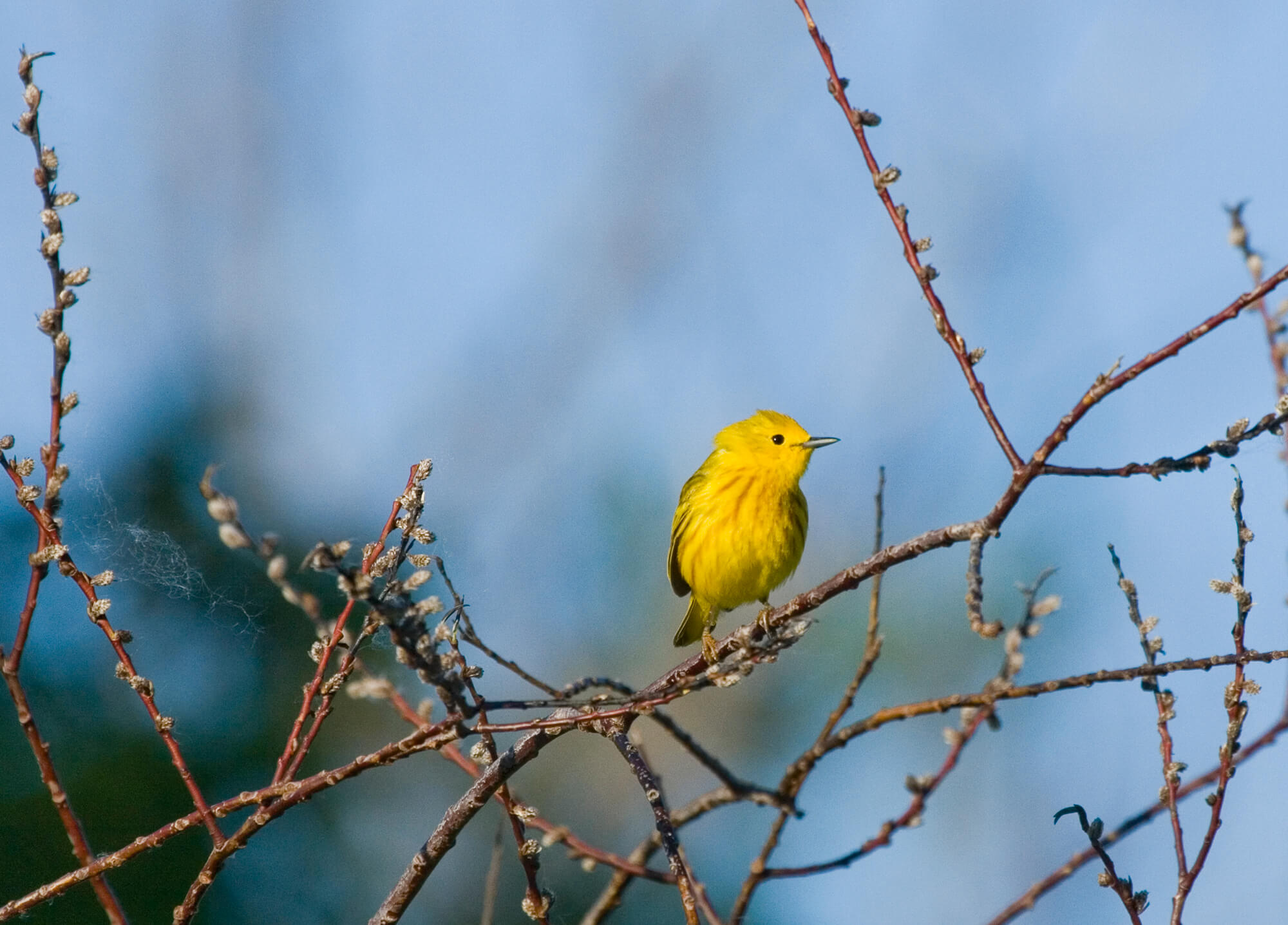 Yellow Warbler.jpg