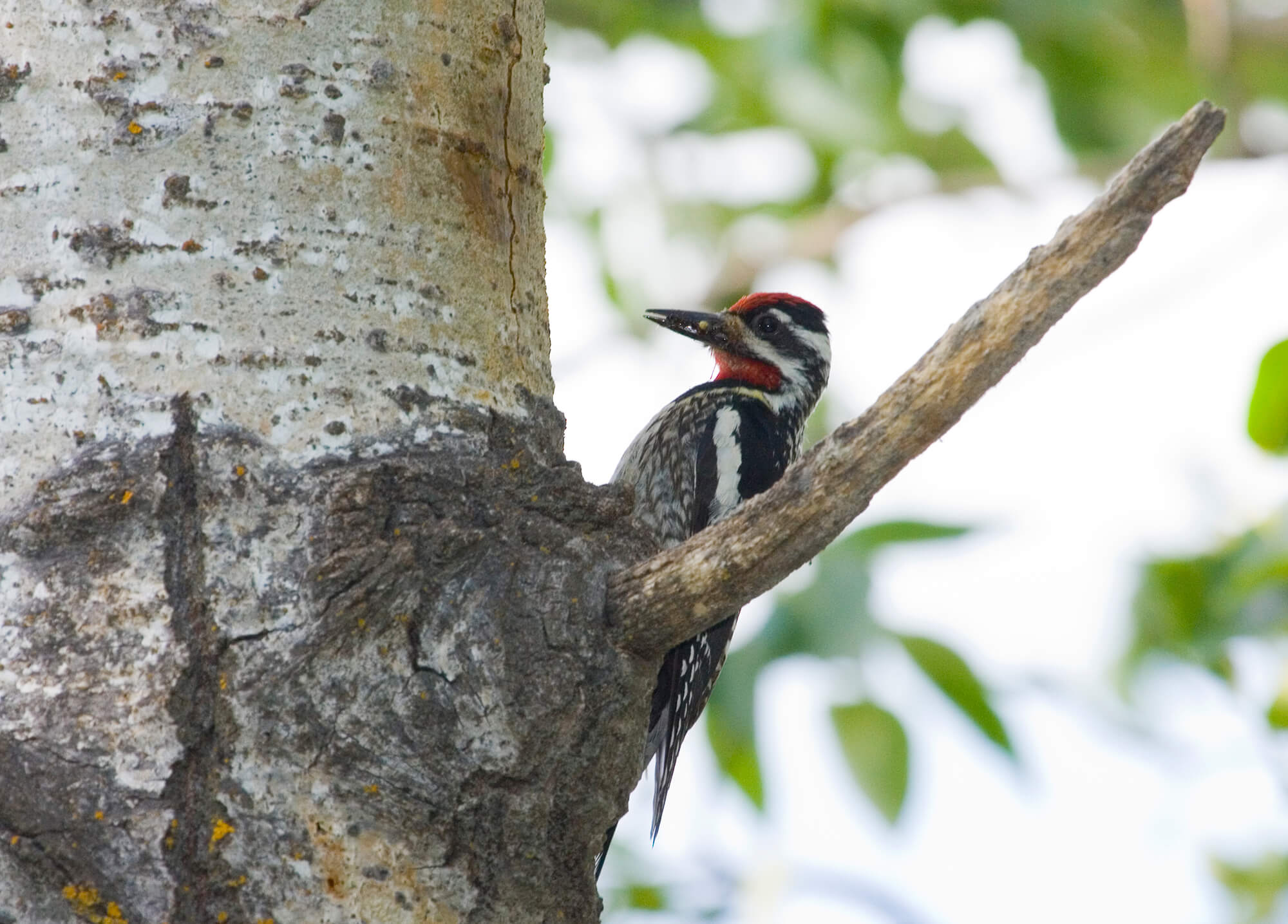 Yellow-bellied Sapsucker.jpg