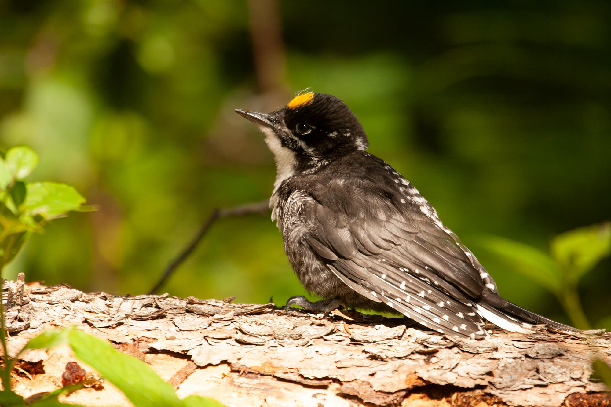 Three-toed Woodpecker.jpg