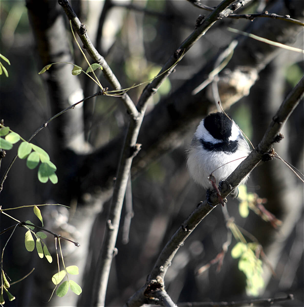 chickadee2.jpg