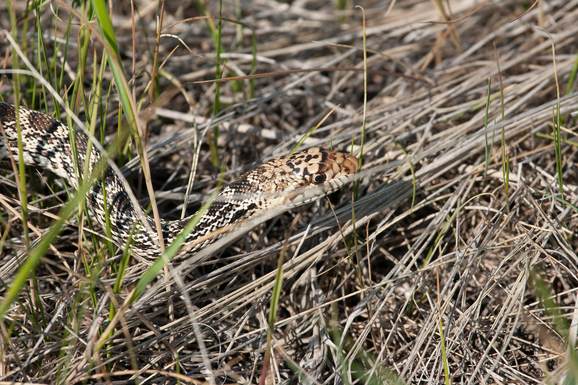 Bull snake.jpg