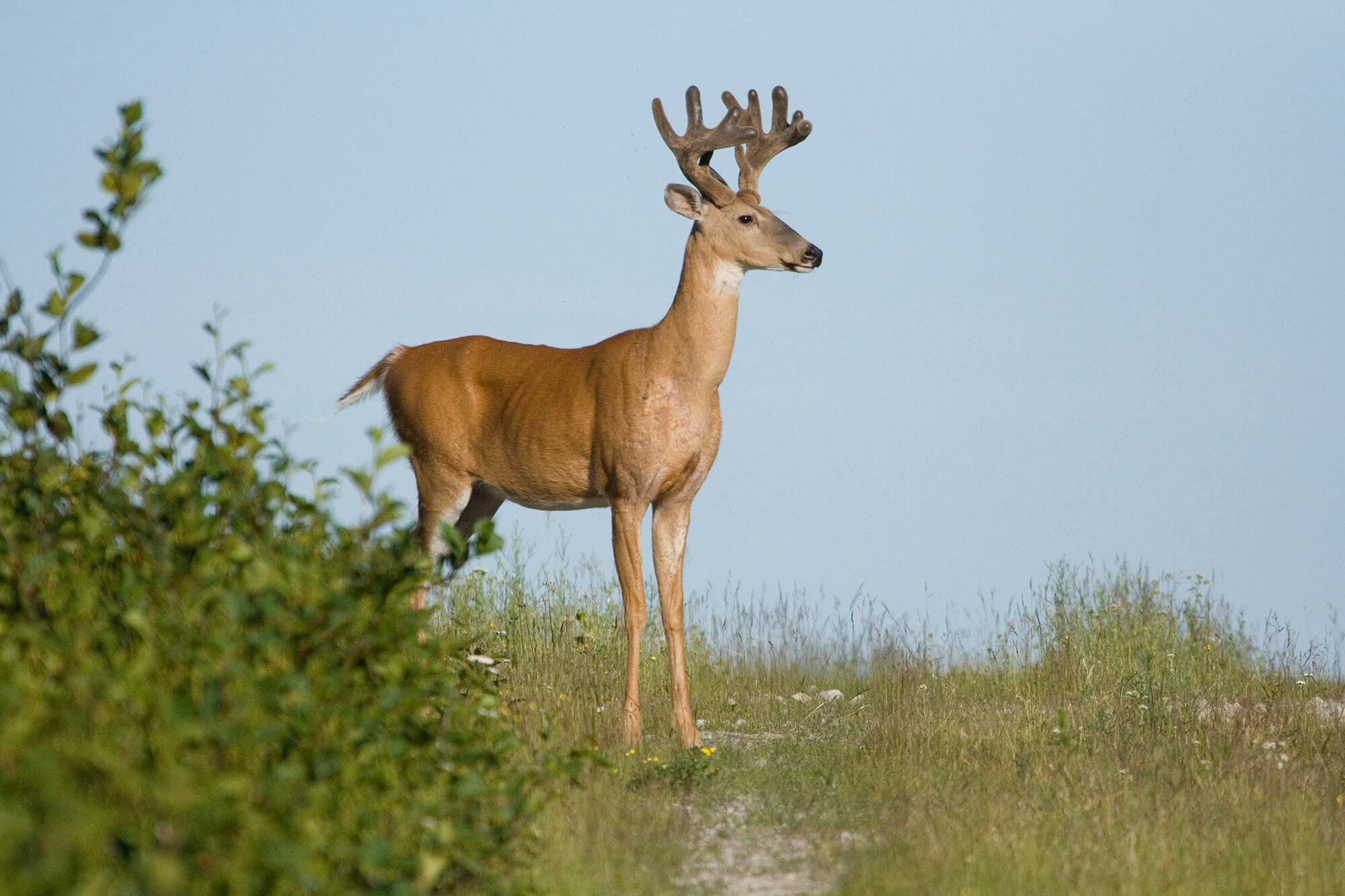 white-tailed deer.jpg