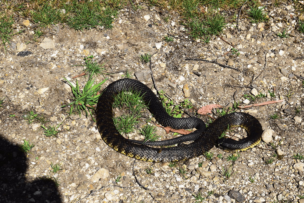  Snakes are poisonous in Tasmania and can kill a human being with a bite. Here is a pic of a Tiger Snake, one of the most venomous. 