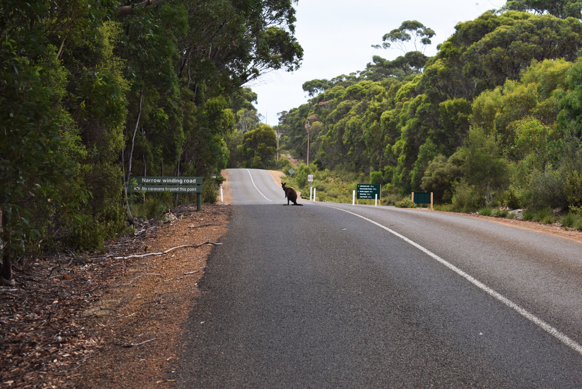  I saw this kangaroo as soon as I left, and hit the road. As per the employees of National Park, it was a good idea to ride early in the morning to catch view of some wildlife. 
