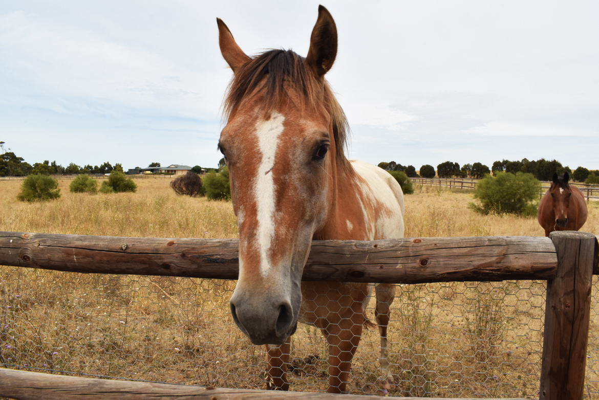  I have found horses always behave friendly towards me, wherever I stopped on seeing them. I also had to be alert and careful, as most of the fences around the horses are electrified. 