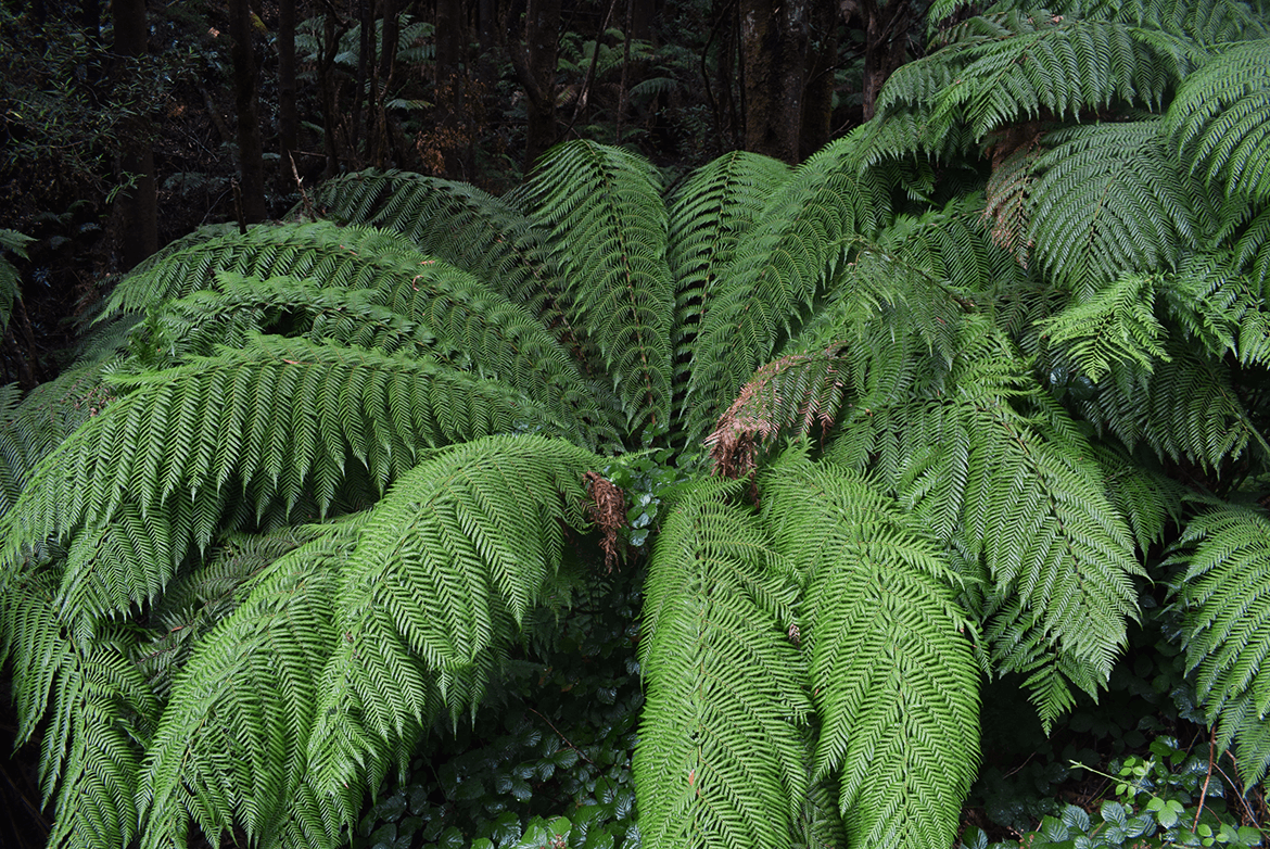 The Tarkine rainforest. 