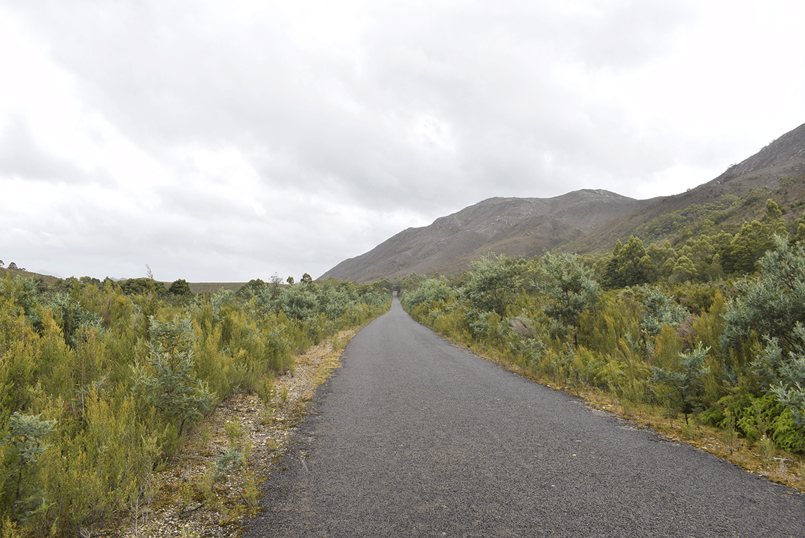  I took this small road diversion towards Lake Burbury camping spot, Reaching there, I didn't find it a comfortable one to put up my tent. I did although, get a nice glimpse of some wildlife on this road.  