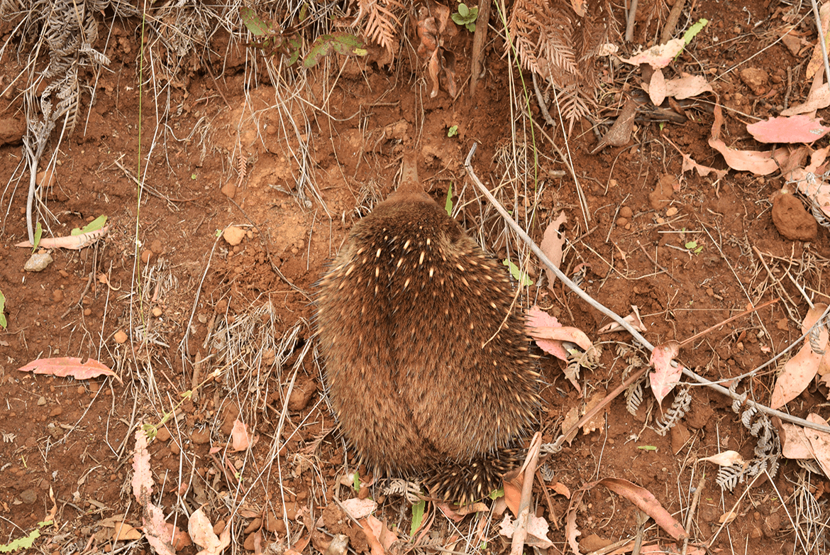  Echidna hunting for food in the wild. 
