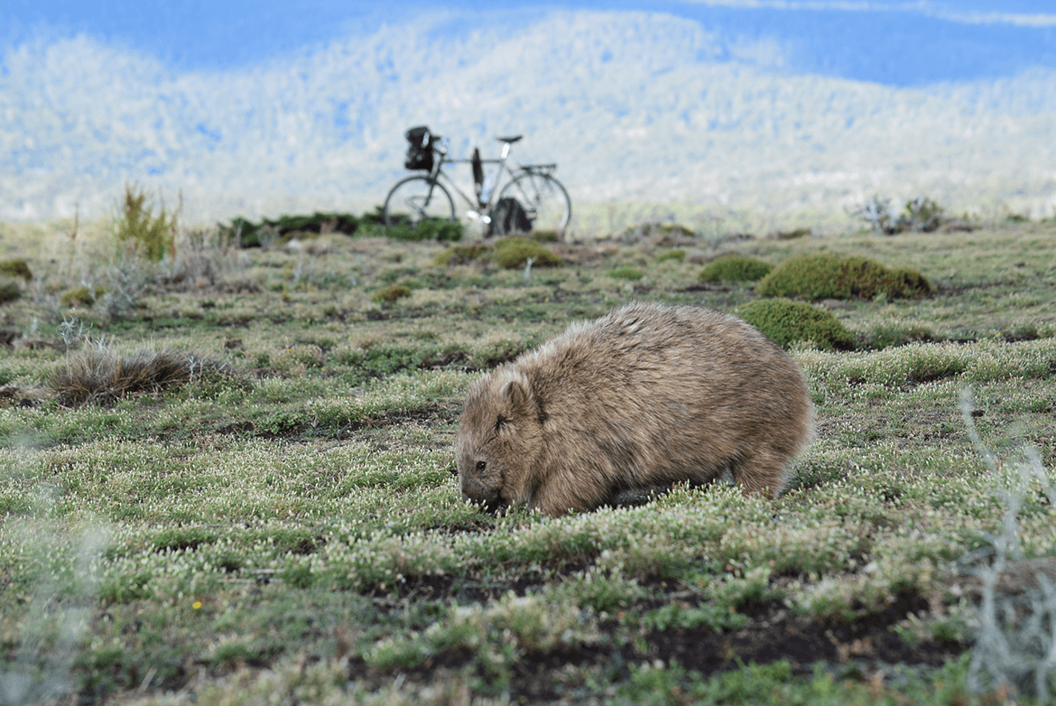  Wombat &amp; Surly 