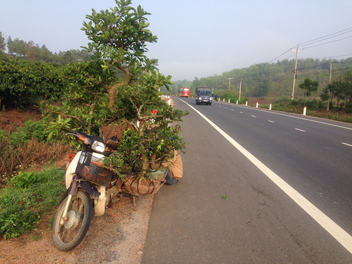 A moped overburdened with plants, trees. 