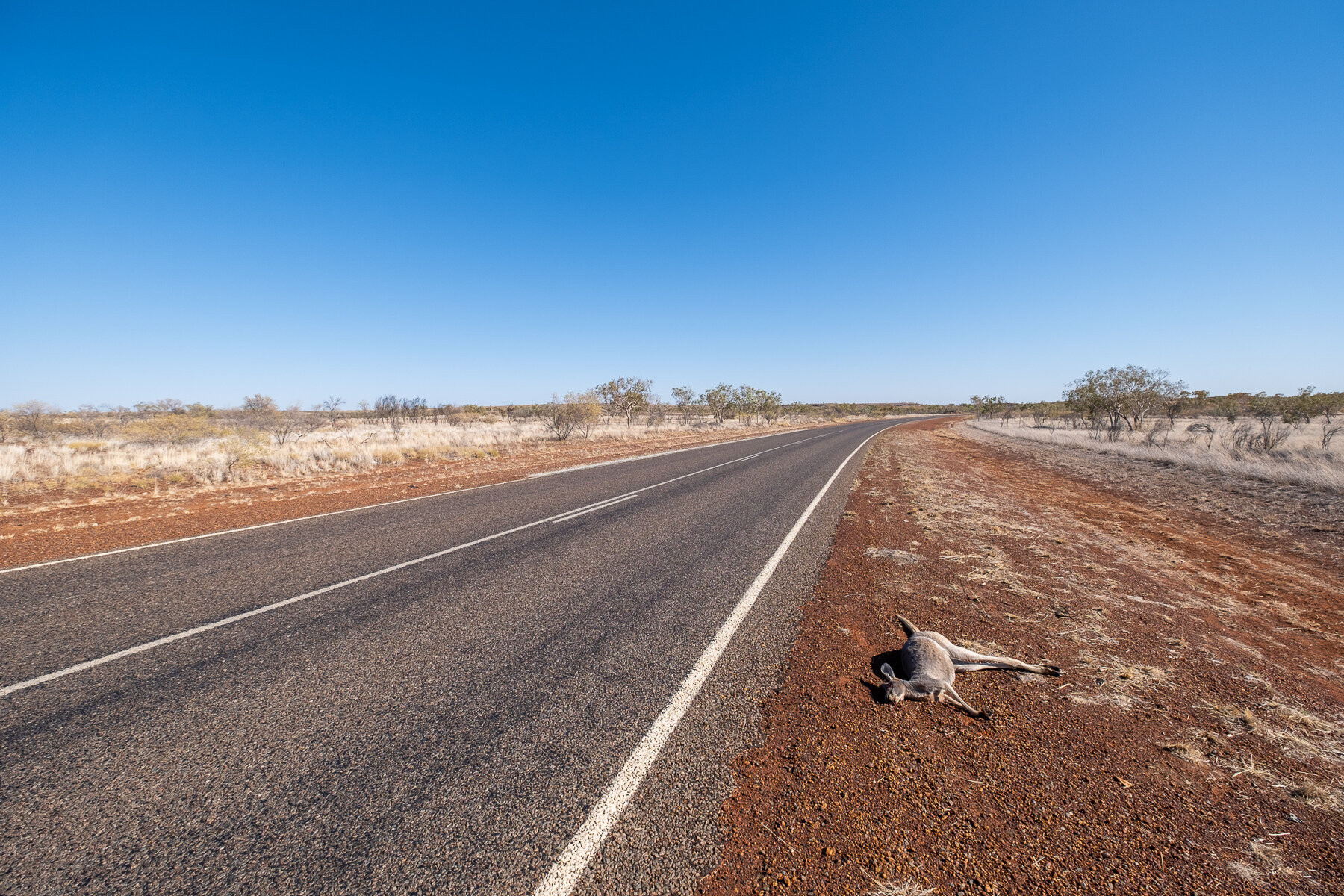  There are thousands of dead kangaroos all over the place as a result of accidents, which is sad in some ways but also demonstrates the abundance of wildlife in Australia. 