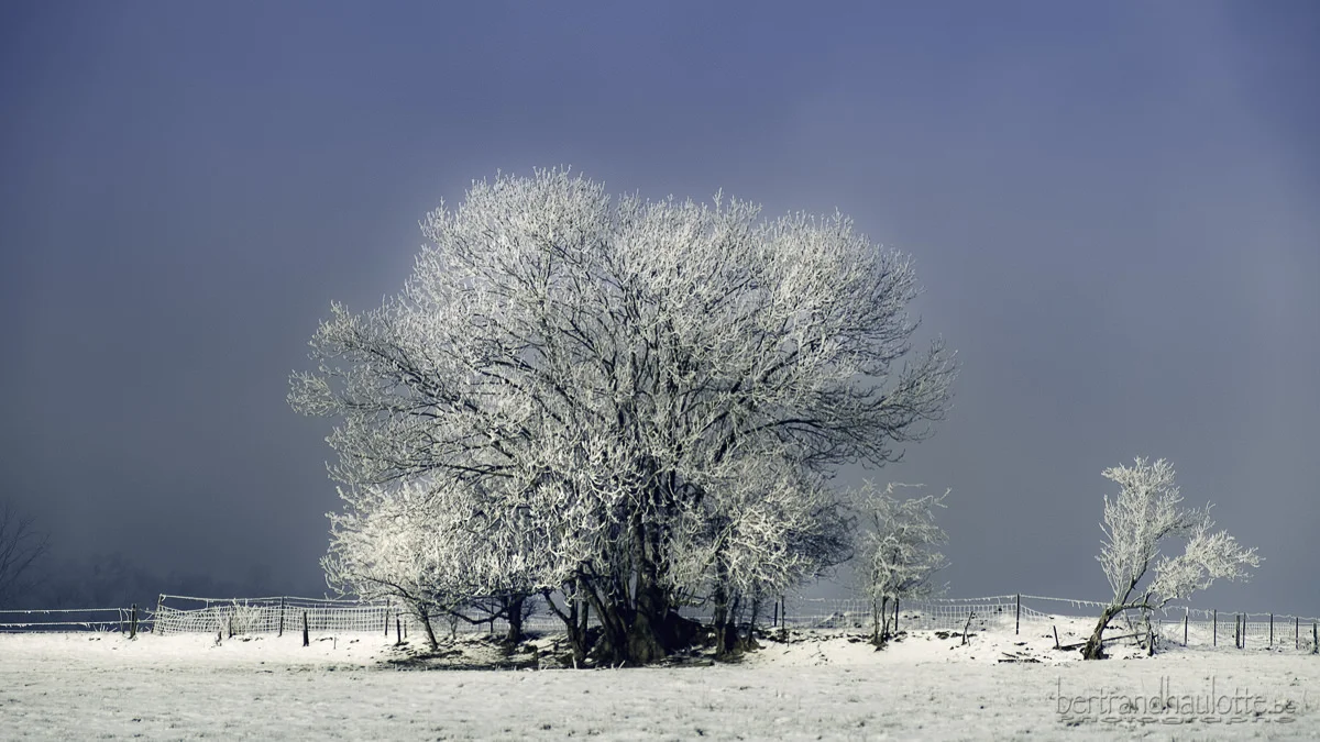 Frozen