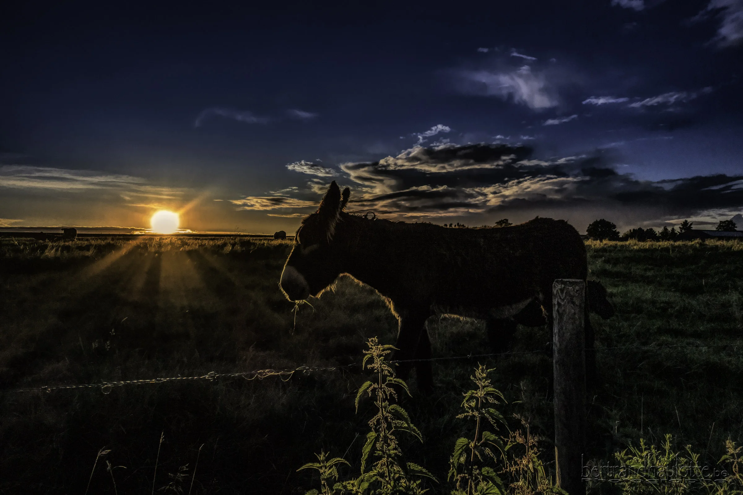 Donkey of Mellery