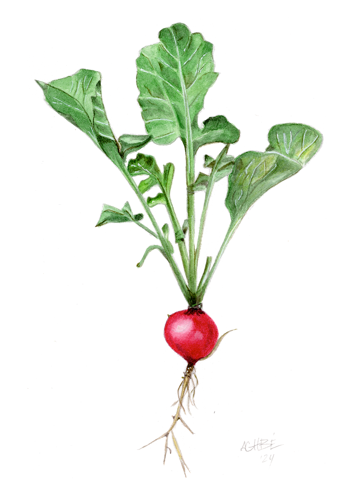 Le radis