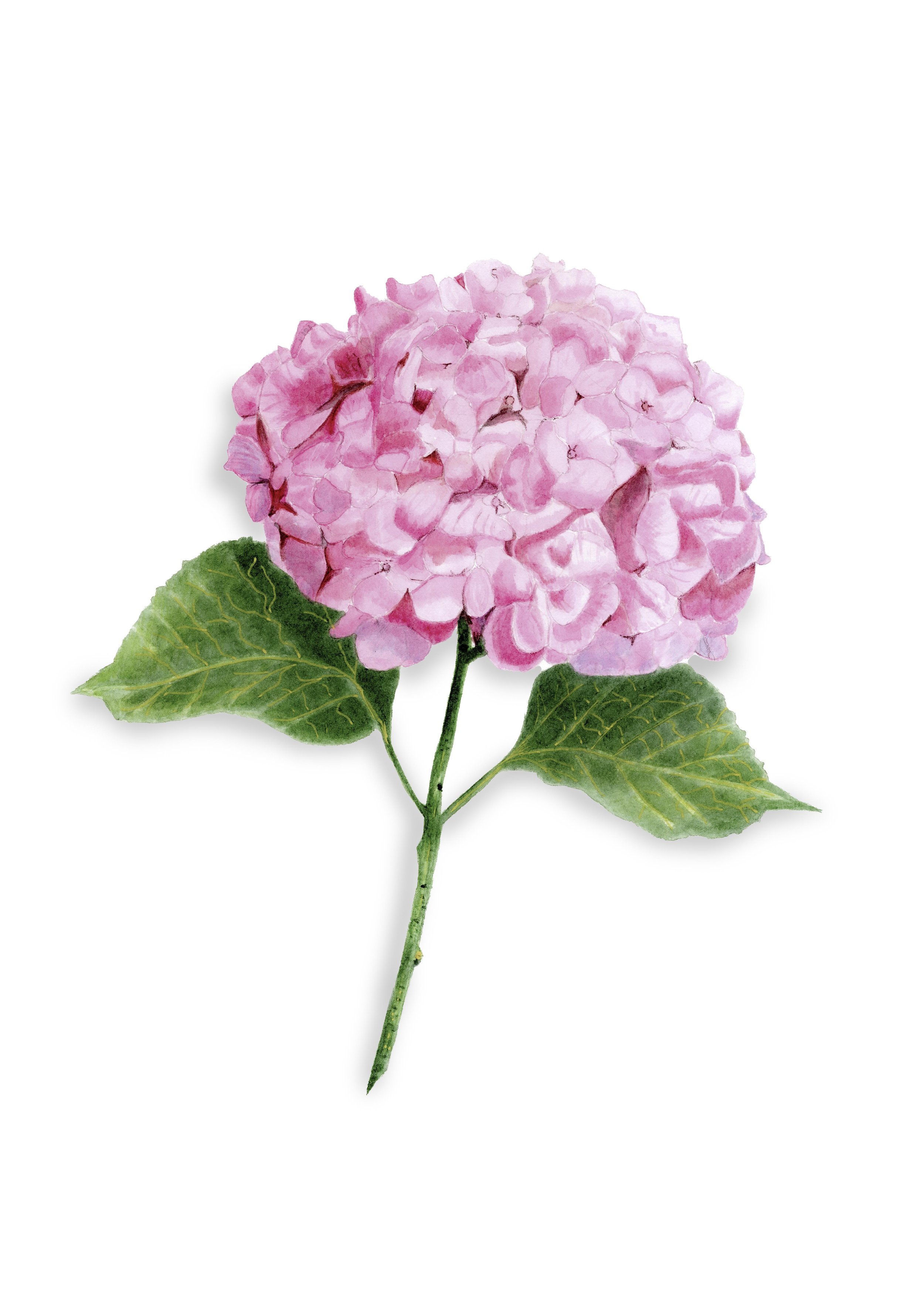 L’hortensia