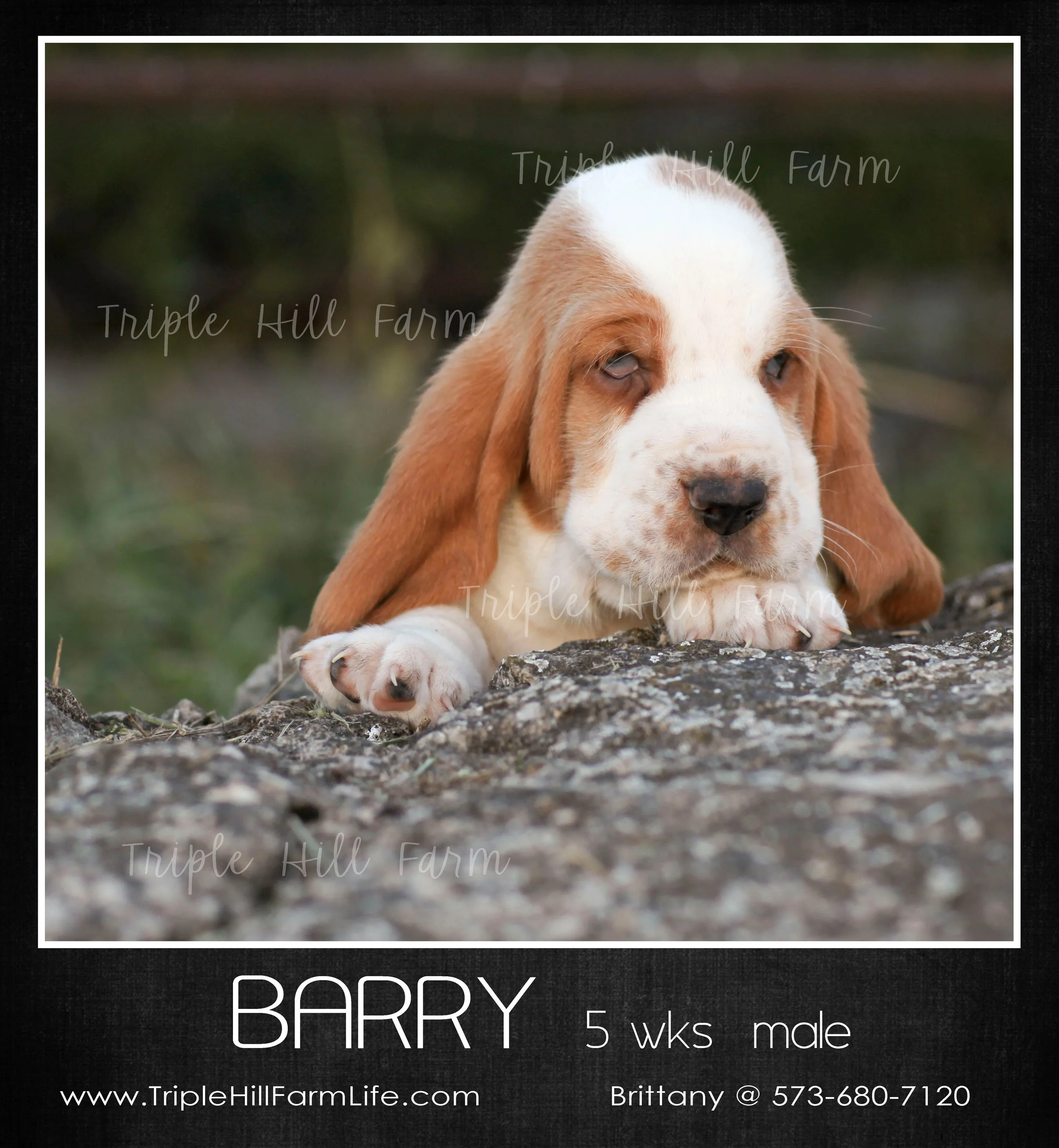 Barry 1.jpg