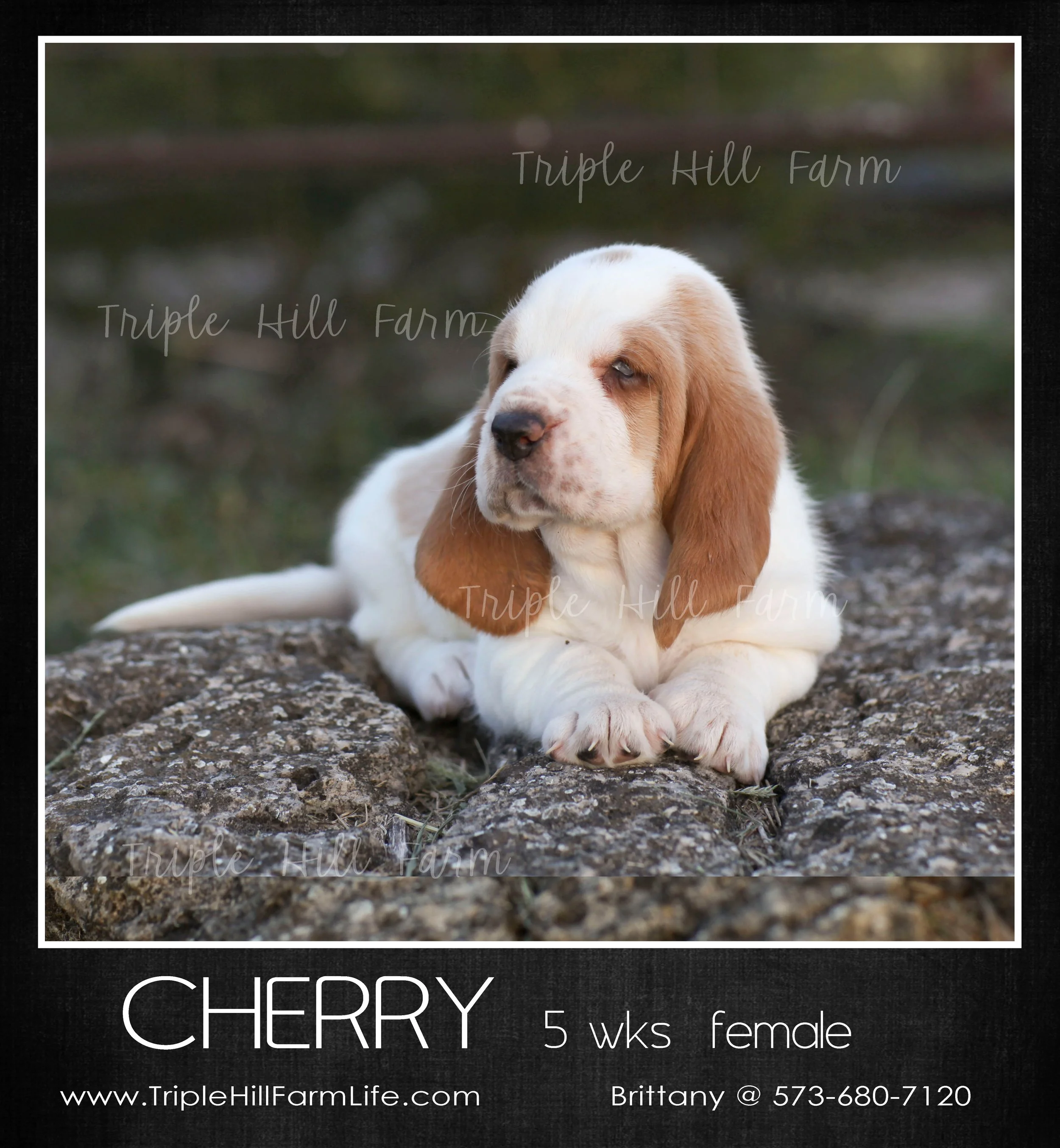 Cherry 2.jpg