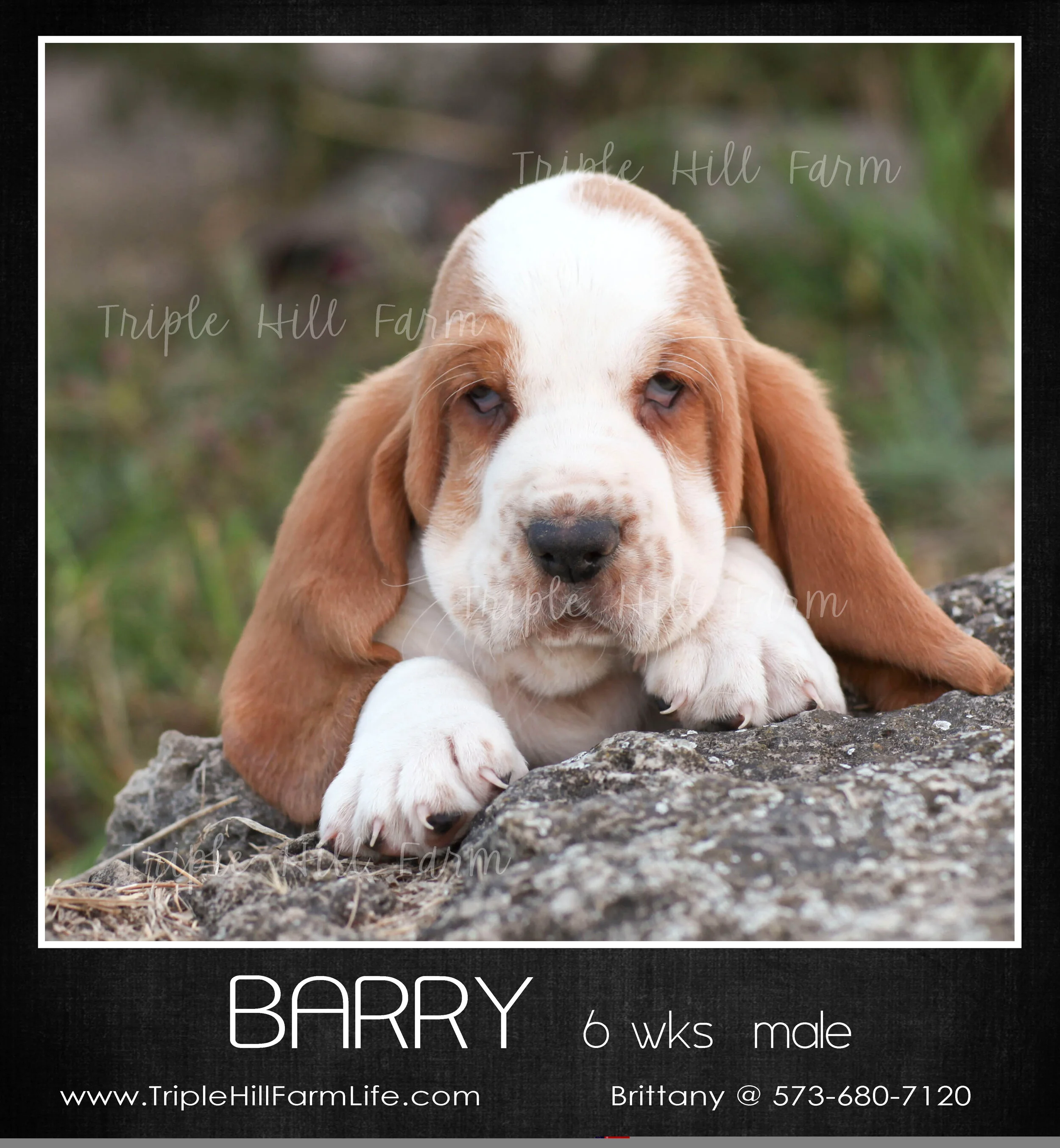 Barry 1.jpg