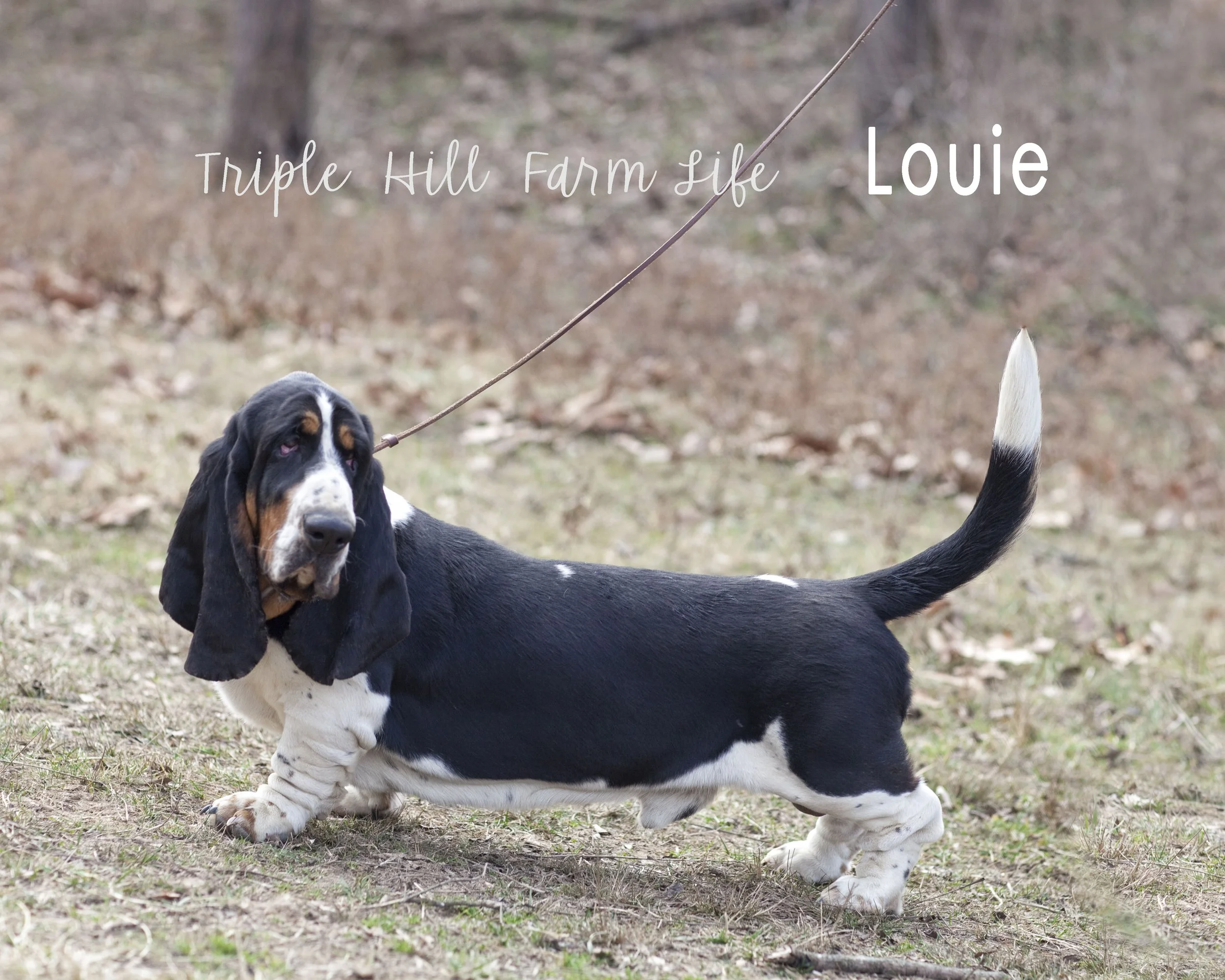 Louie 3 4x5.jpg