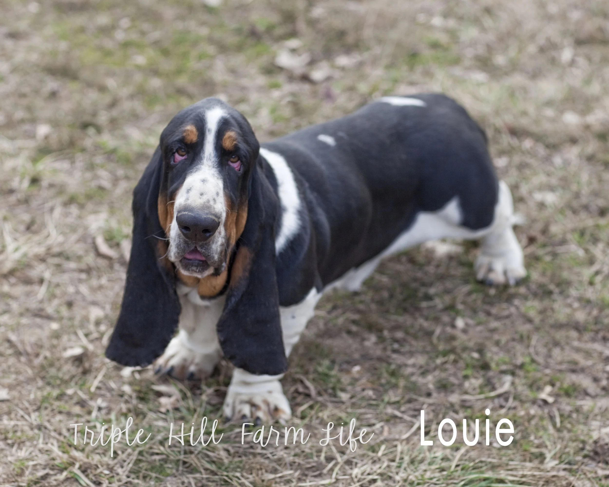 Louie 4 4x5.jpg
