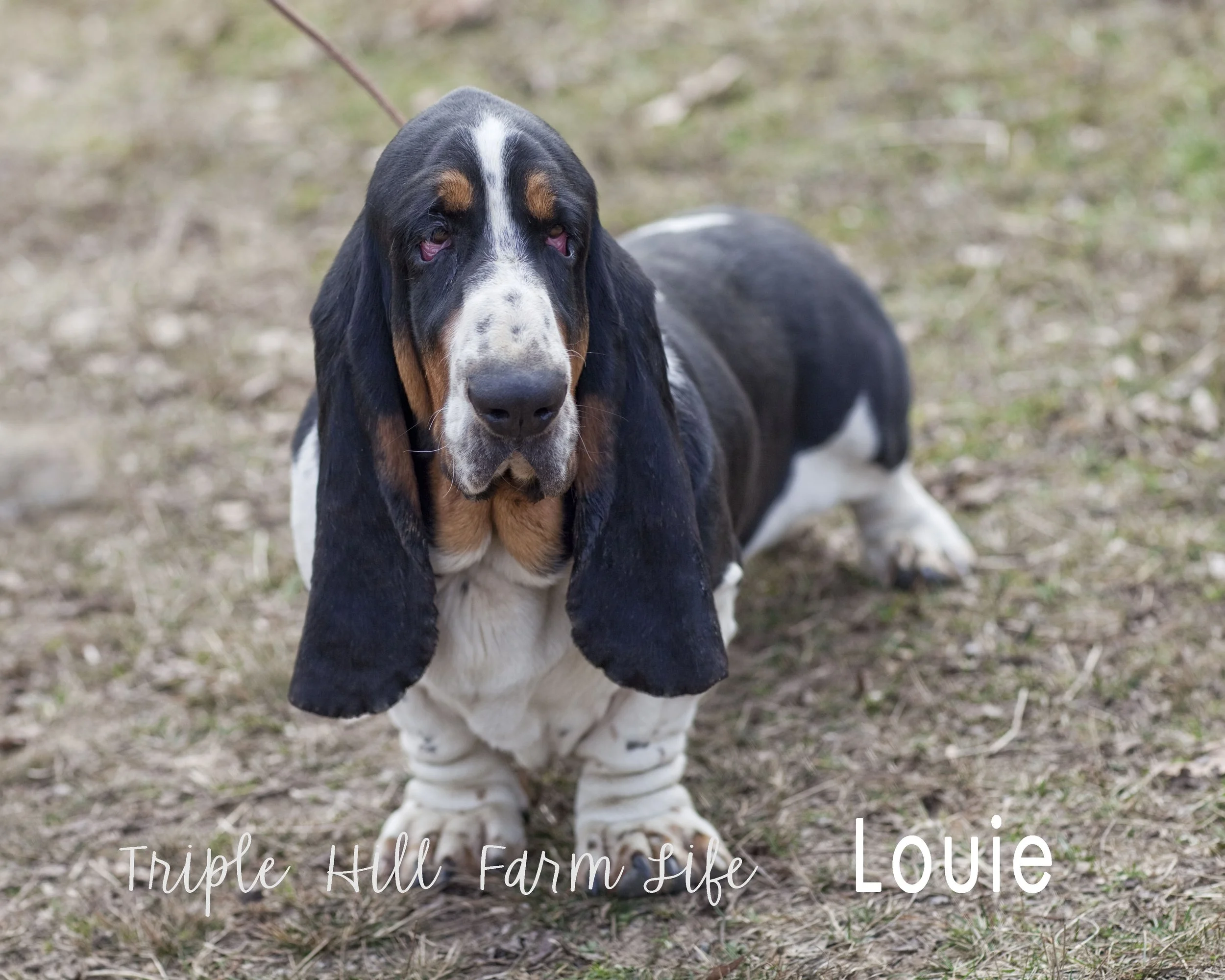 Louie 5 4x5.jpg