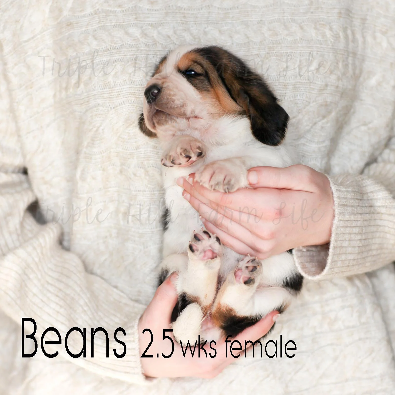 beans 2.jpg