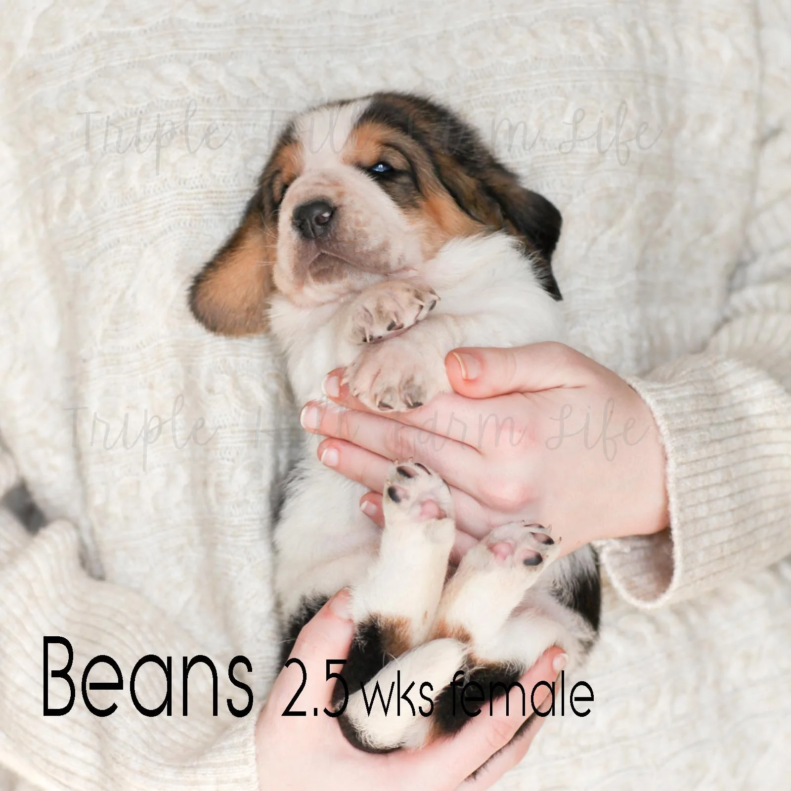 beans 4.jpg