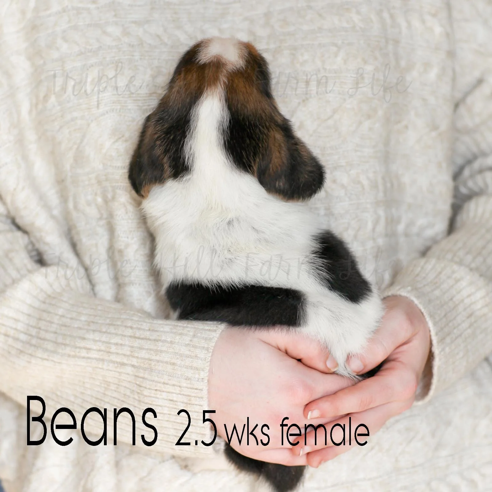 beans 5.jpg