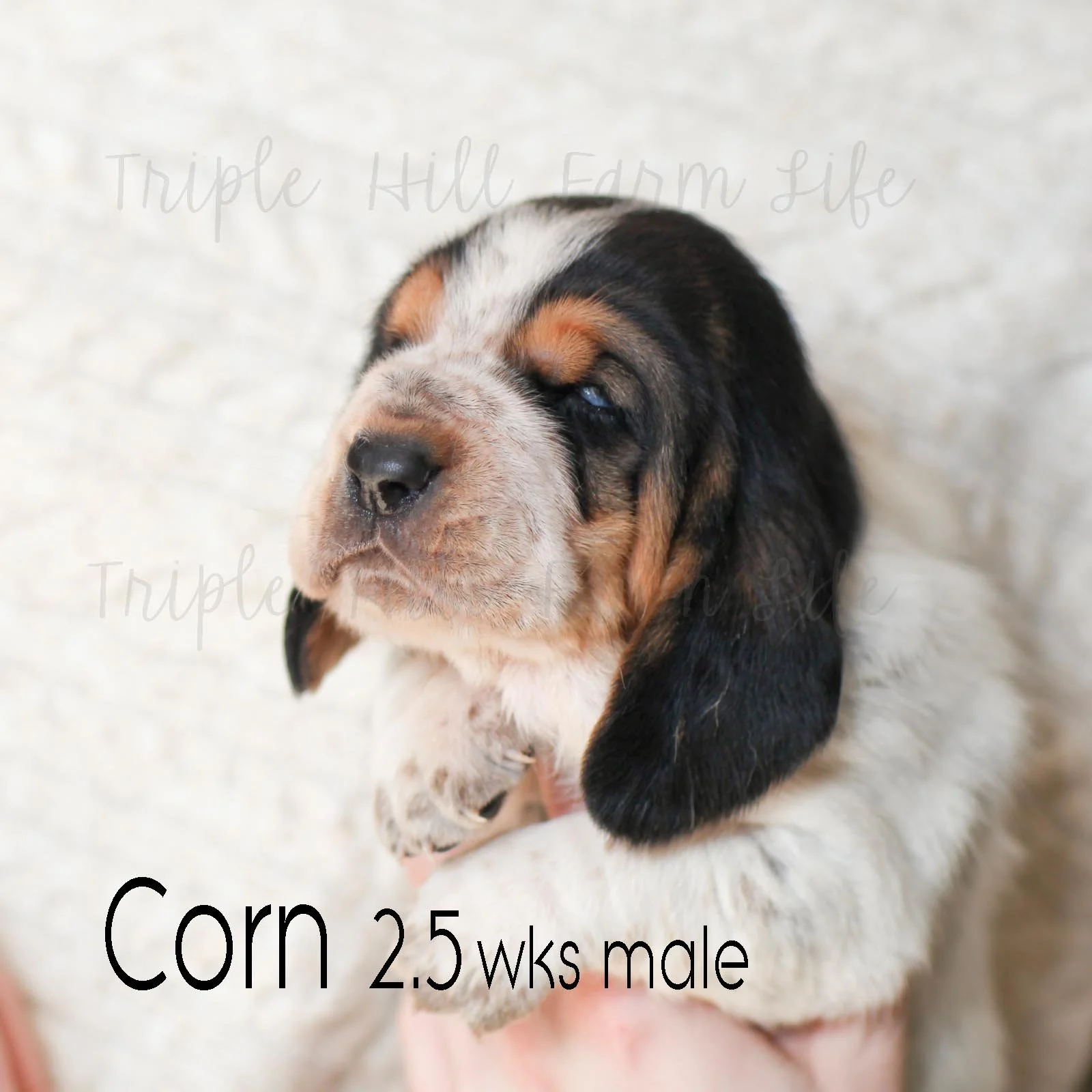 corn 4.jpg