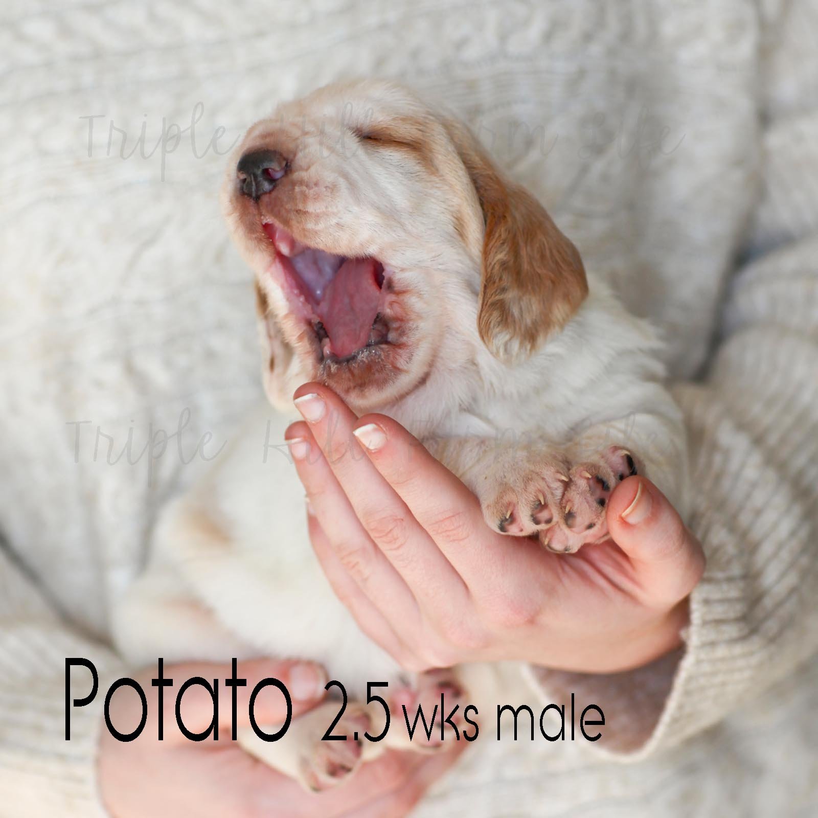 potato 1.jpg
