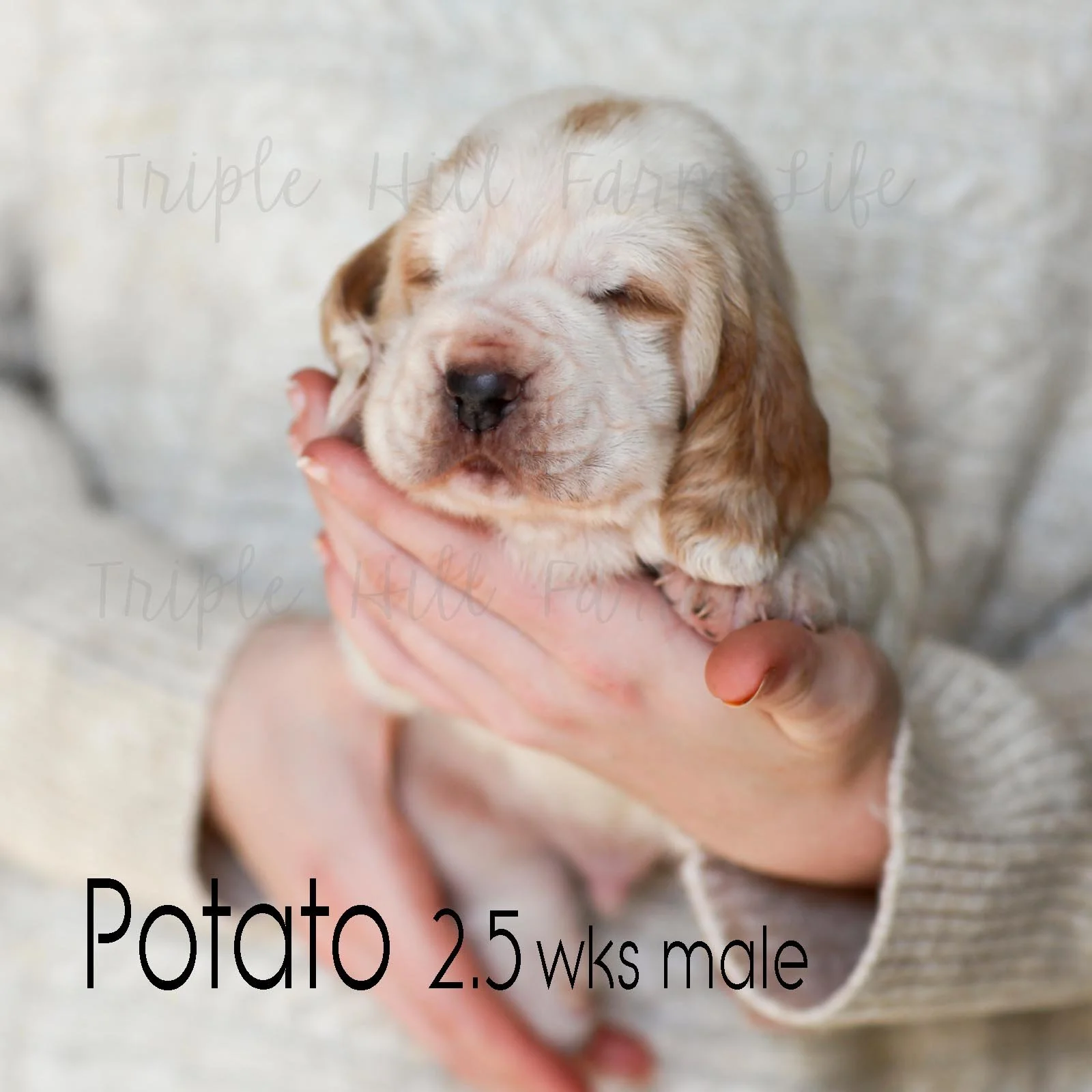 potato 3.jpg