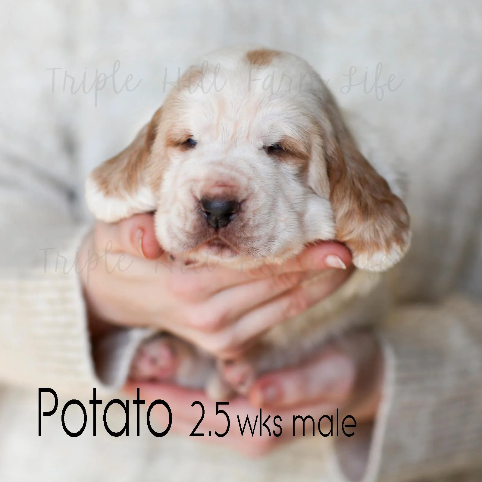 potato 4.jpg