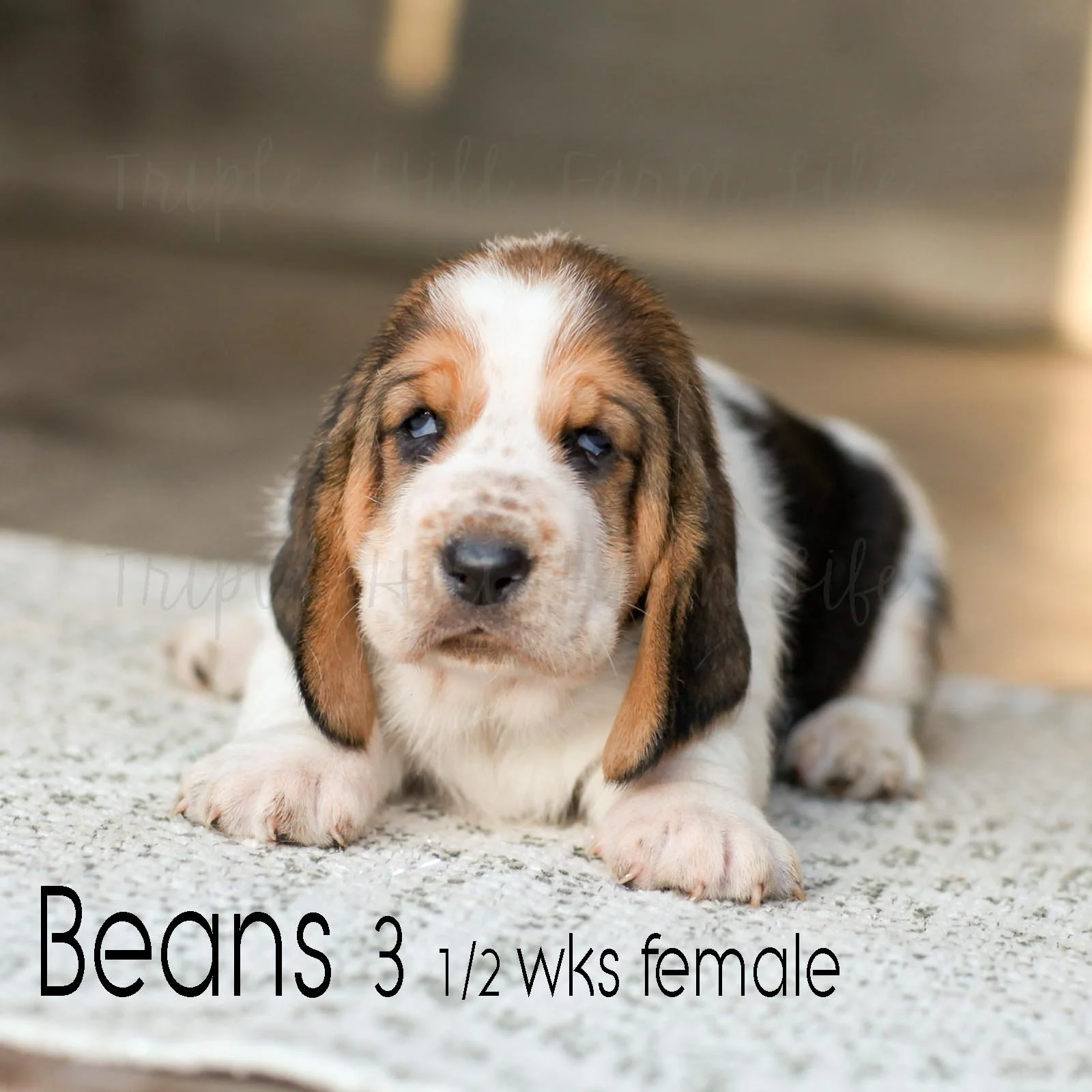 fav beans 1.jpg
