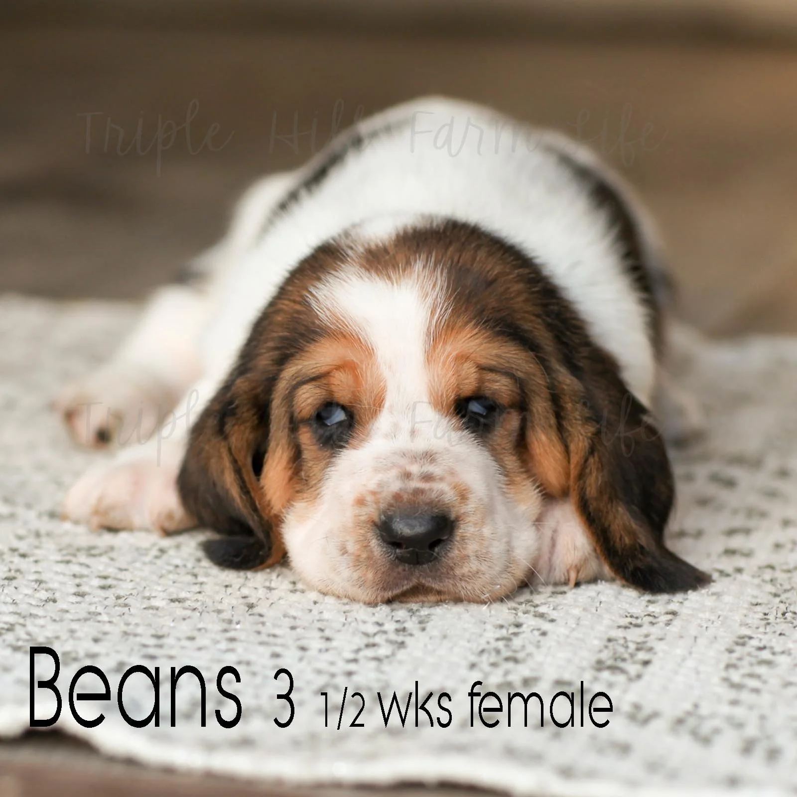 fav beans 3.jpg