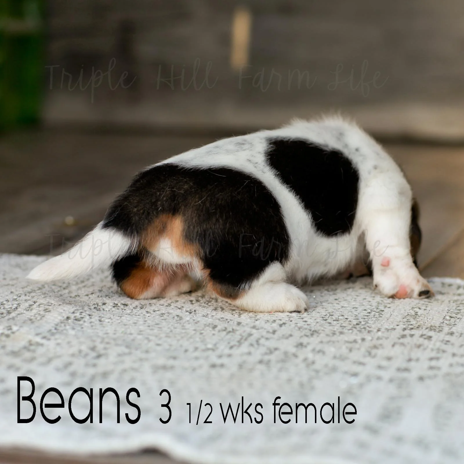 fav beans 5.jpg
