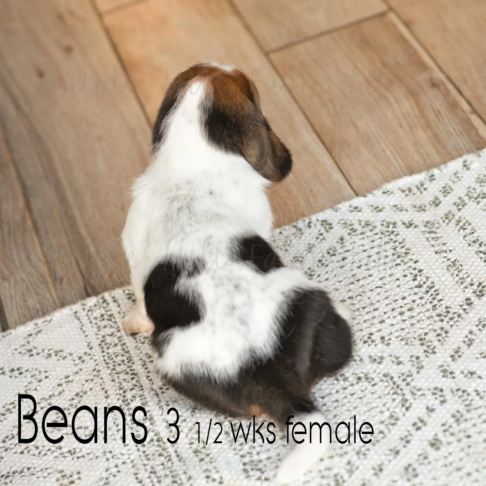 fav beans 6.jpg