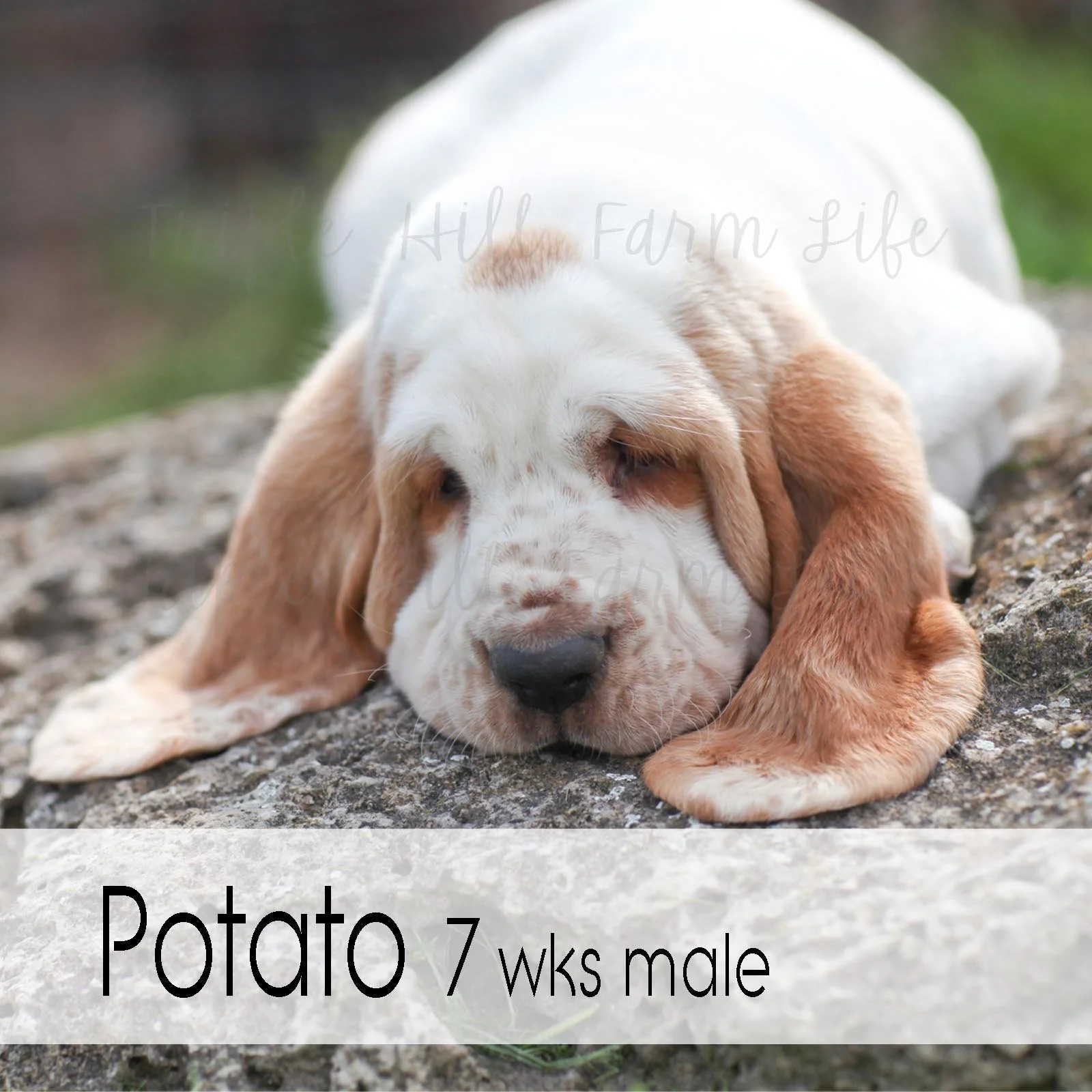 fav potato 12.jpg