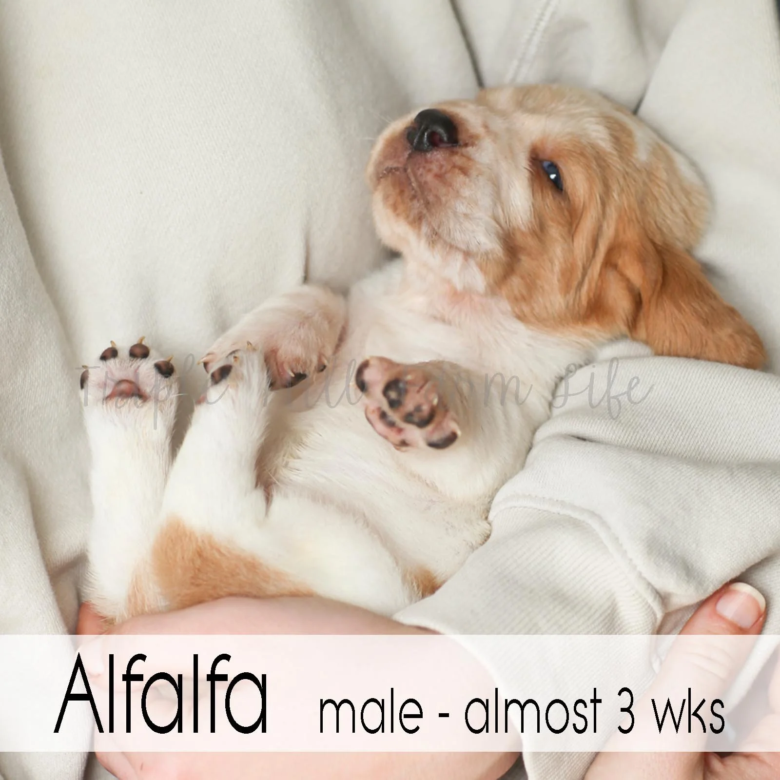 4x4 Alfalfa 2.jpg
