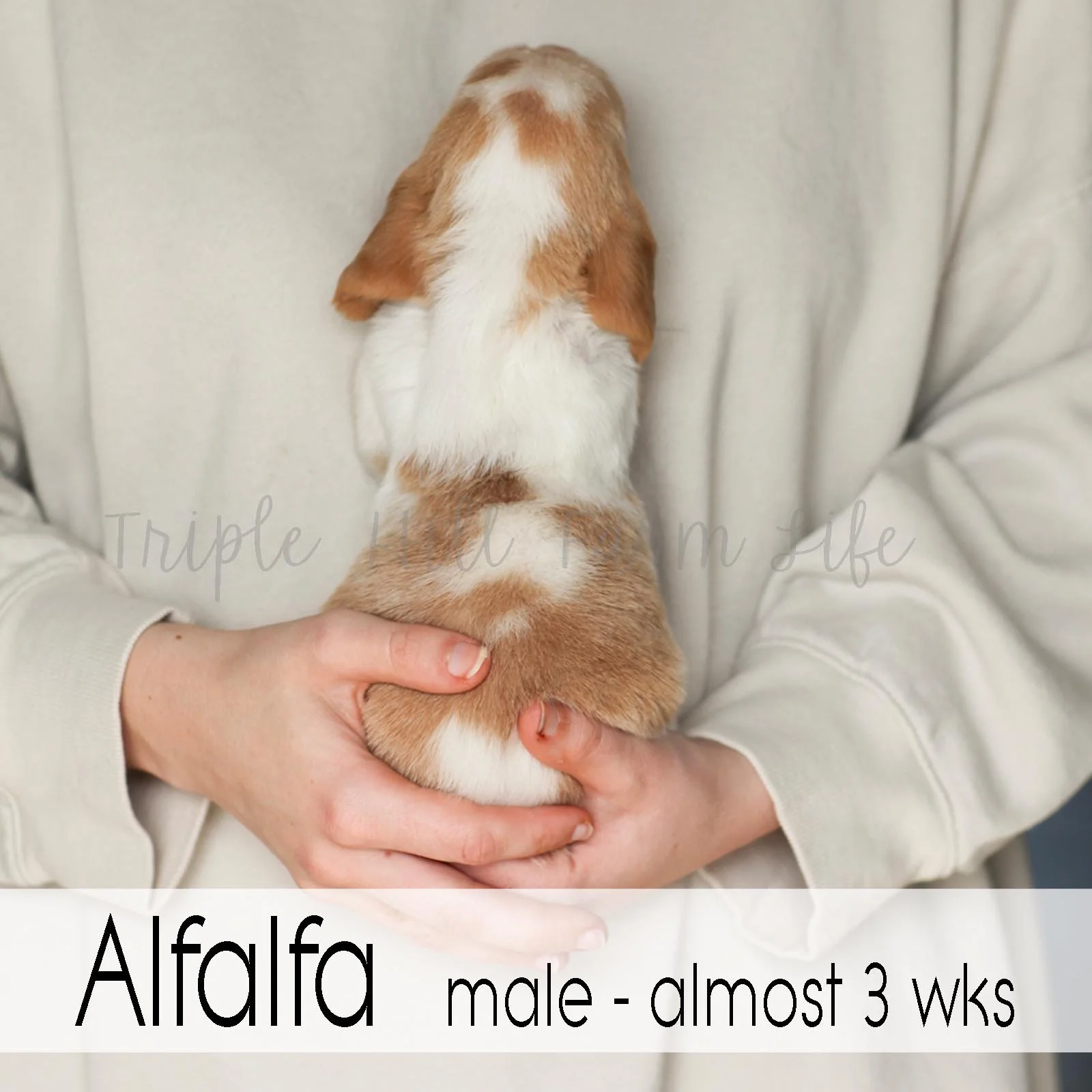4x4 Alfalfa 4.jpg