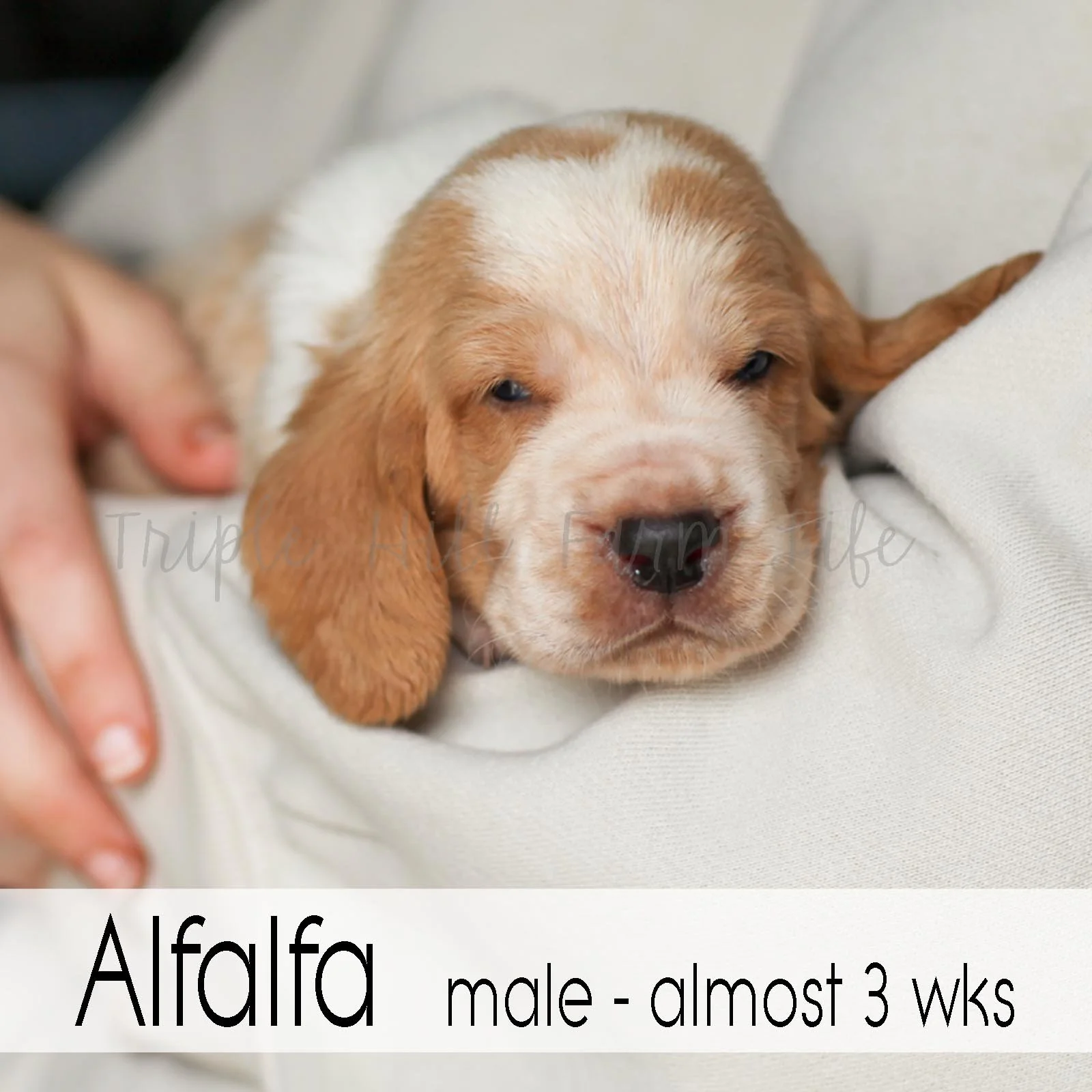 4x4 Alfalfa 5.jpg