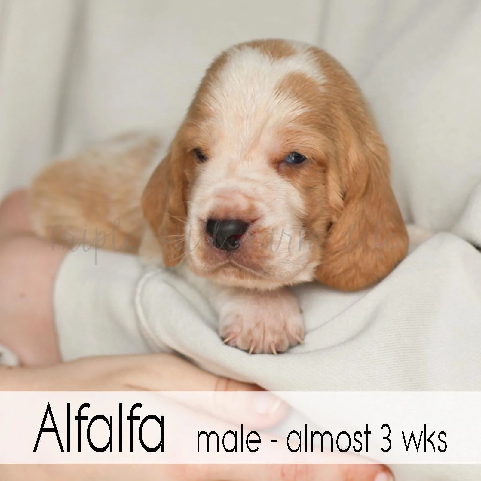4x4 Alfalfa 6.jpg