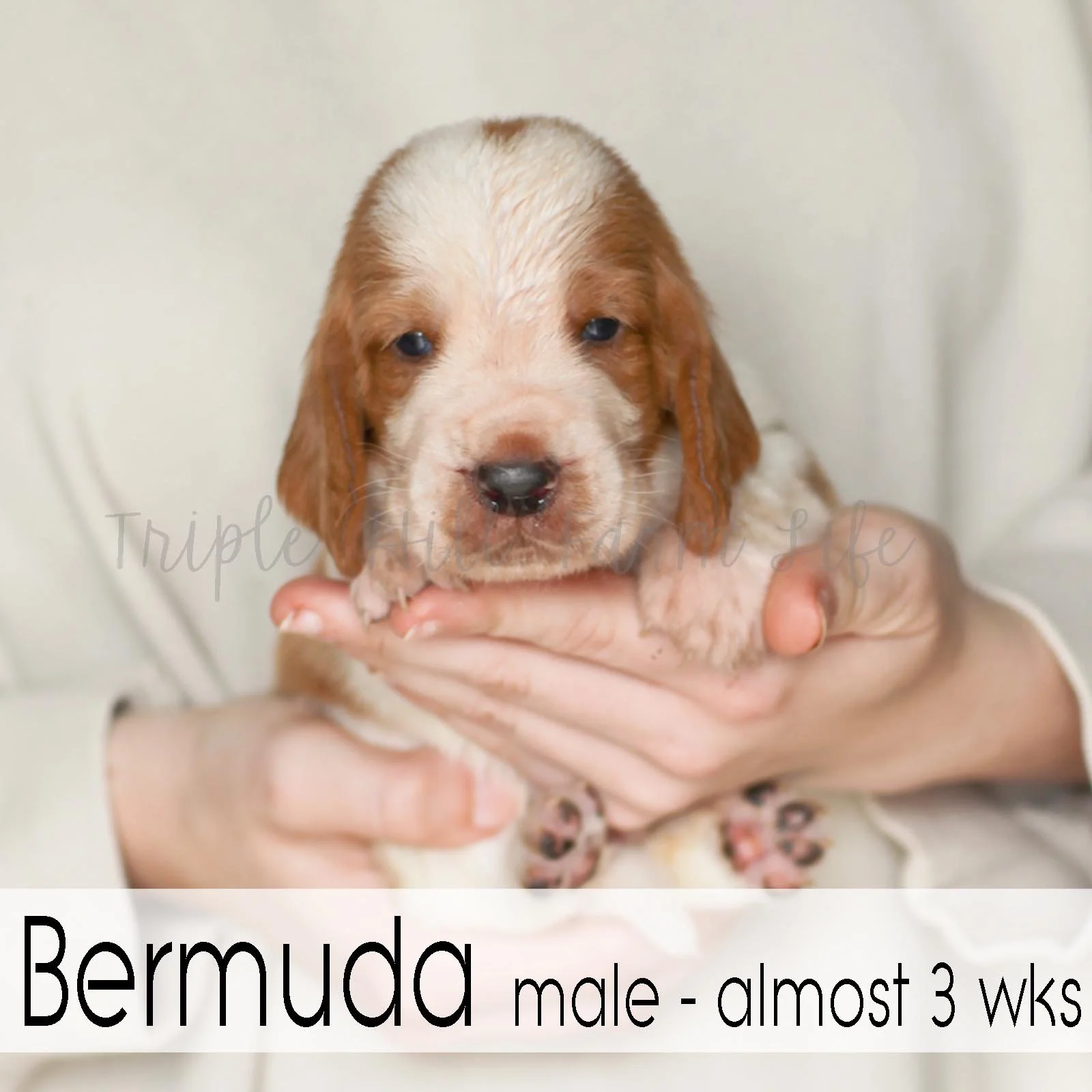 4x4 Bermuda 1.jpg
