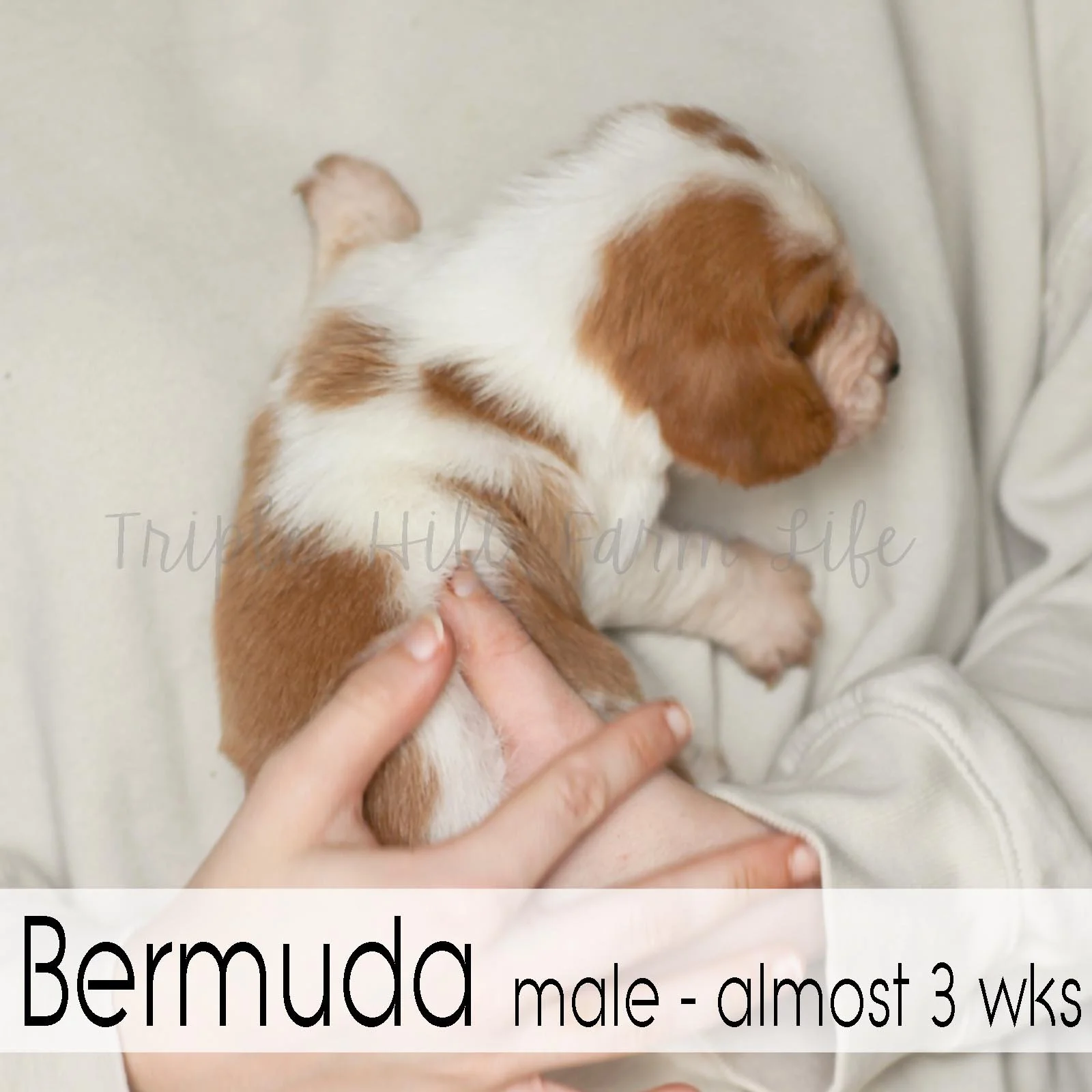 4x4 Bermuda 2.jpg