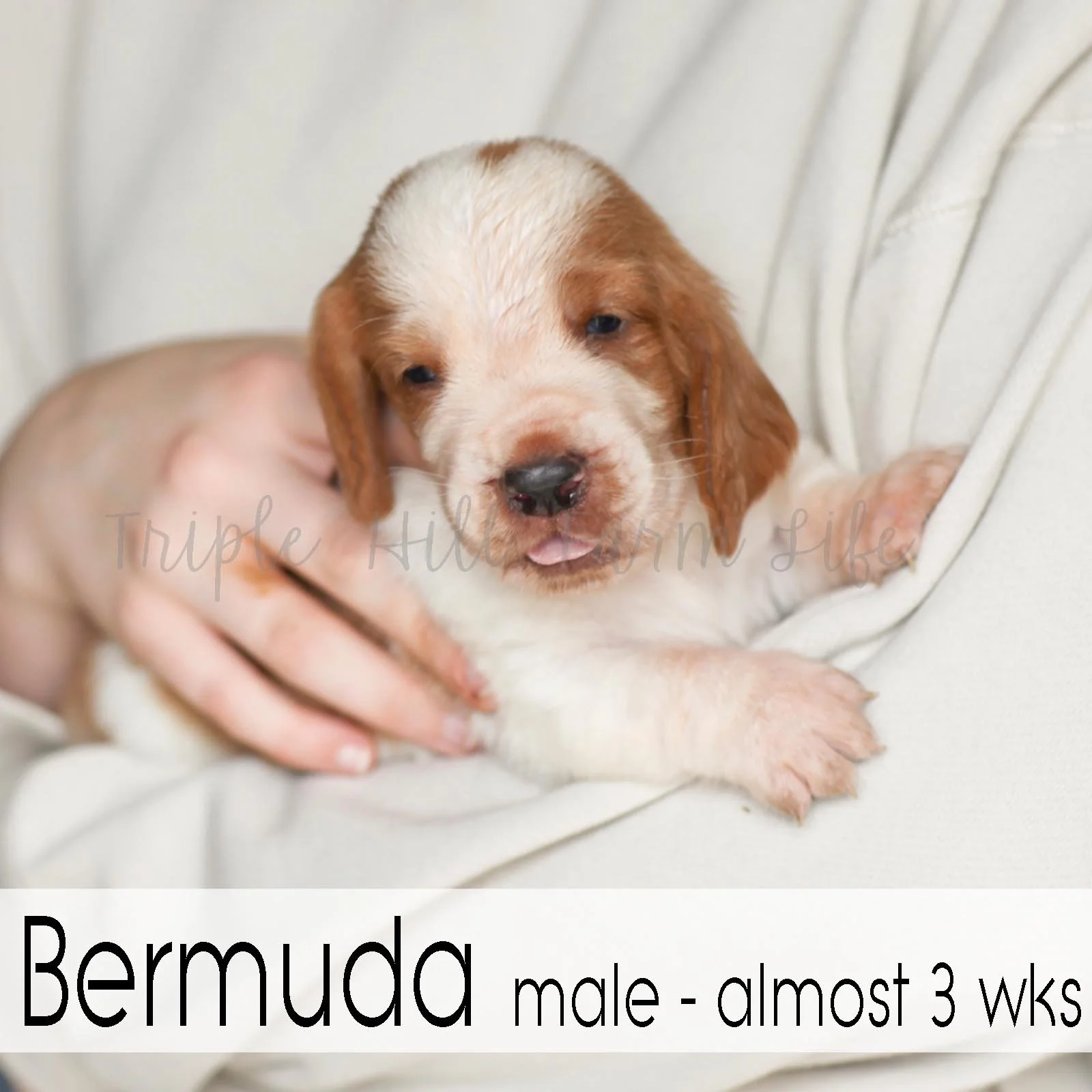 4x4 Bermuda 3.jpg