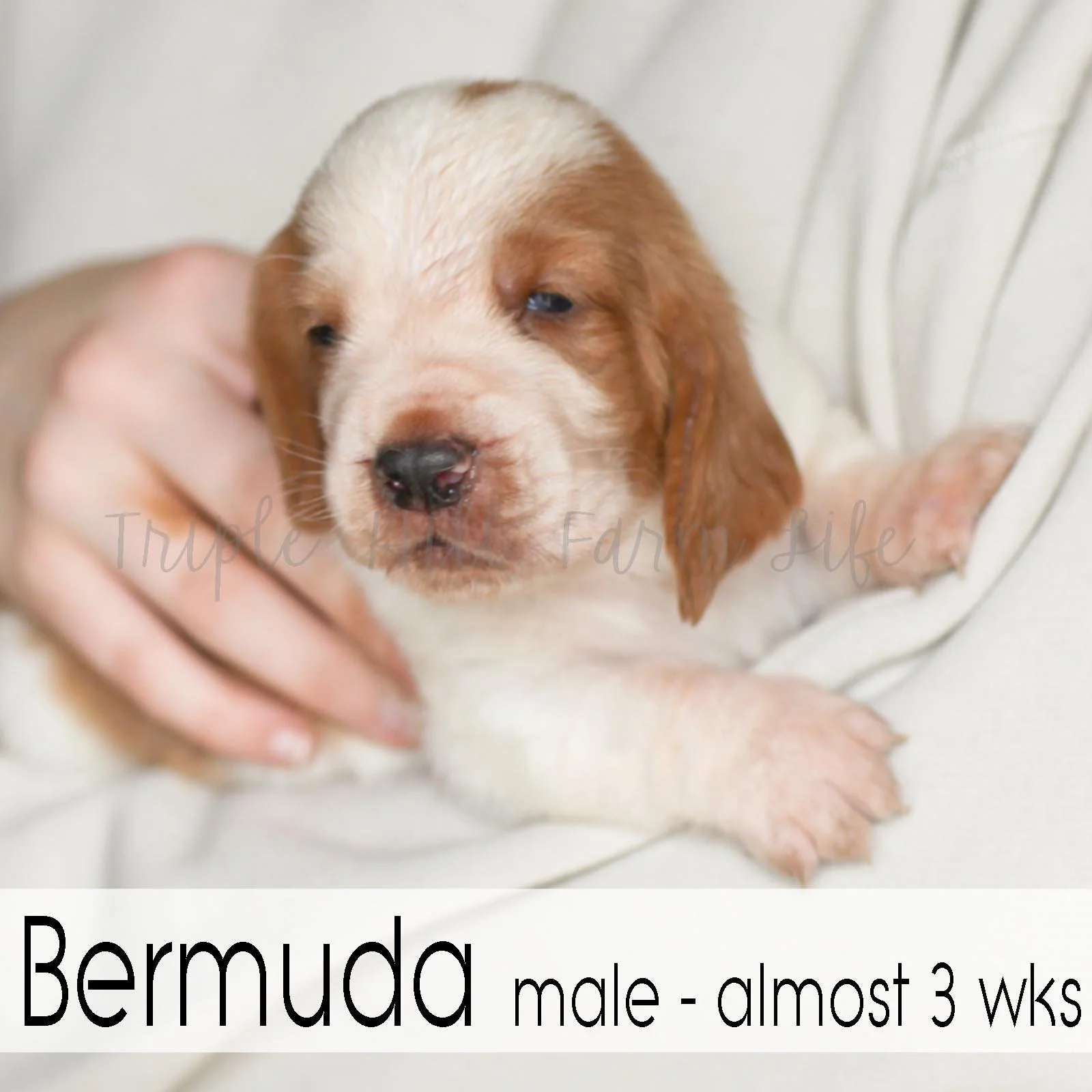 4x4 Bermuda 4.jpg