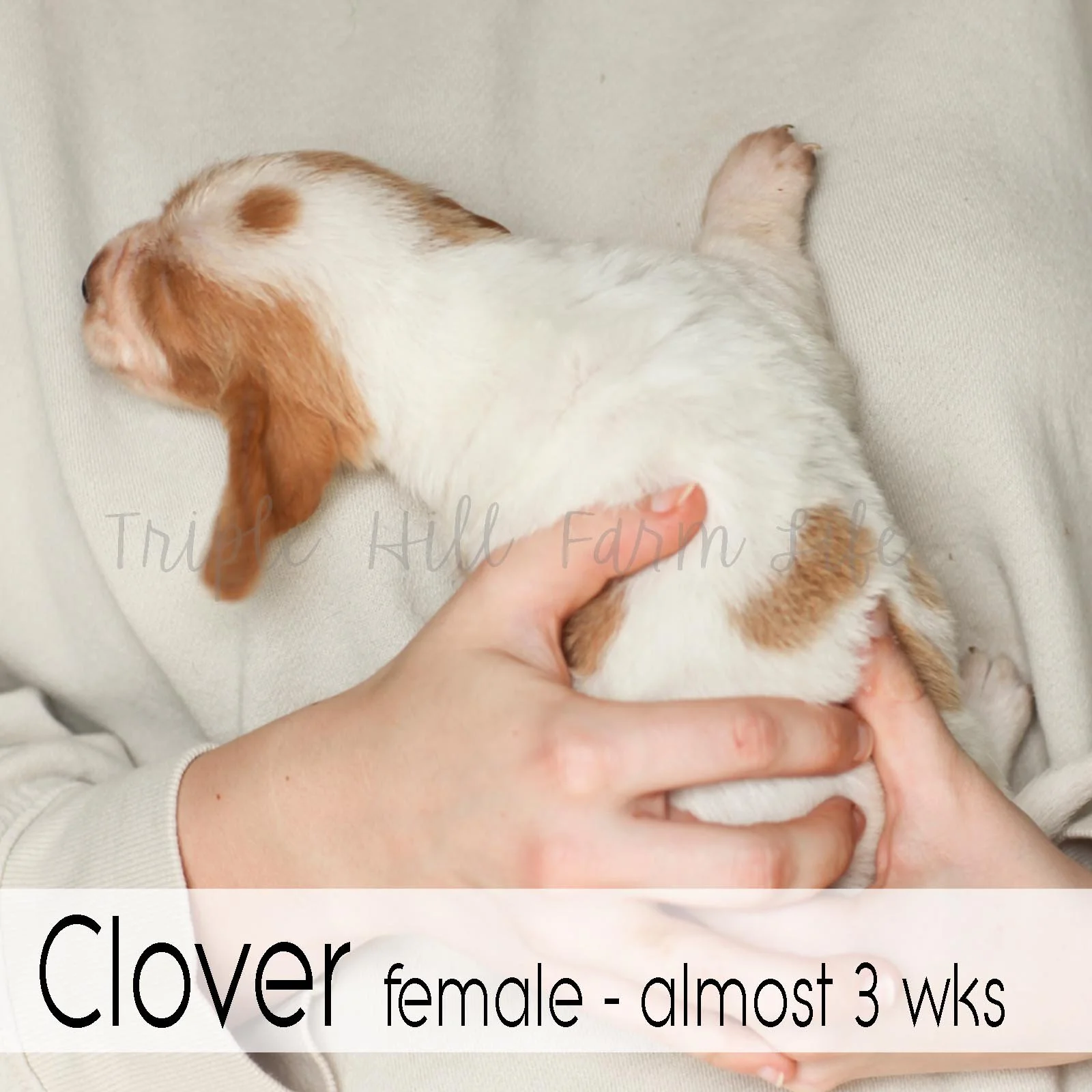 4x4 Clover 1.jpg