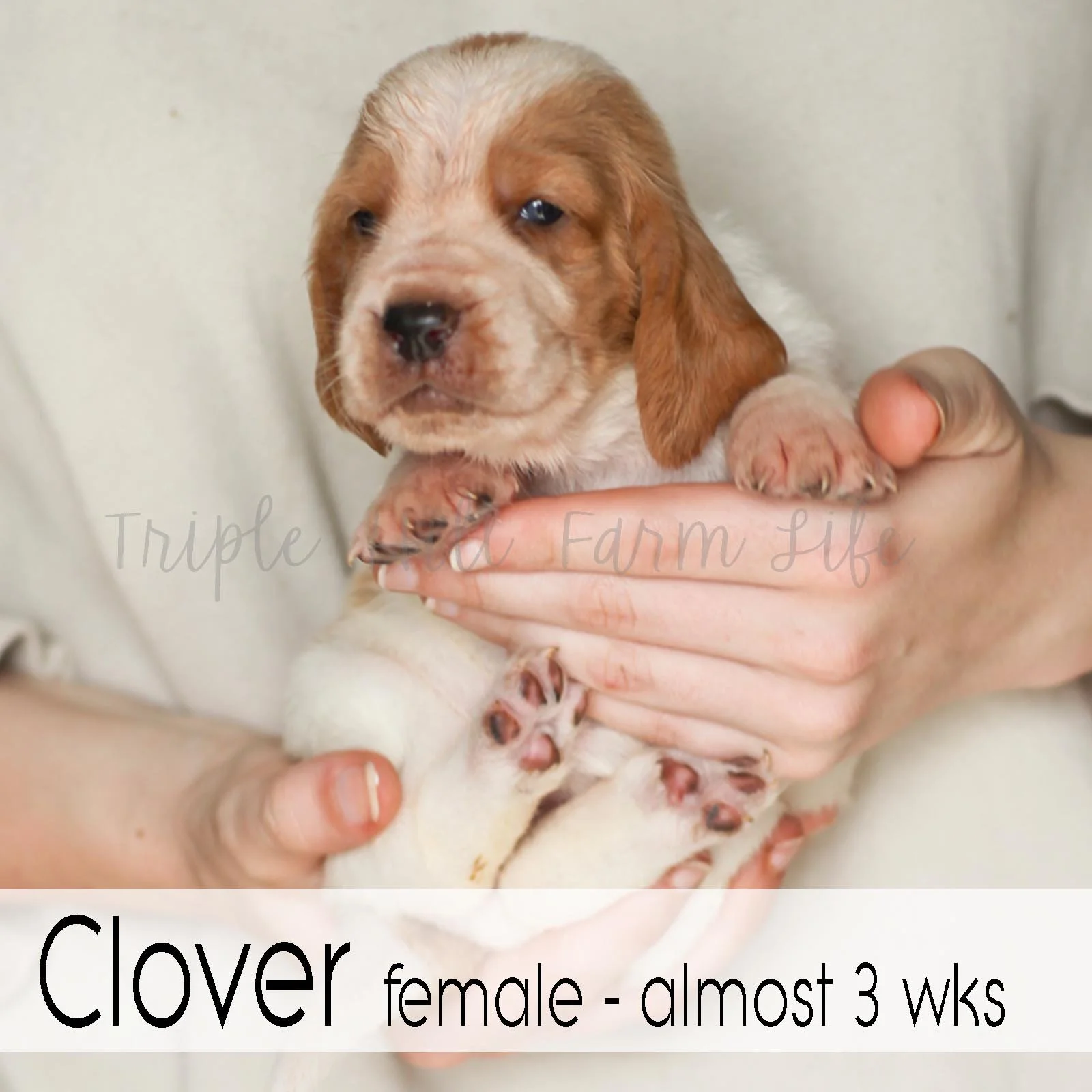 4x4 Clover 2.jpg